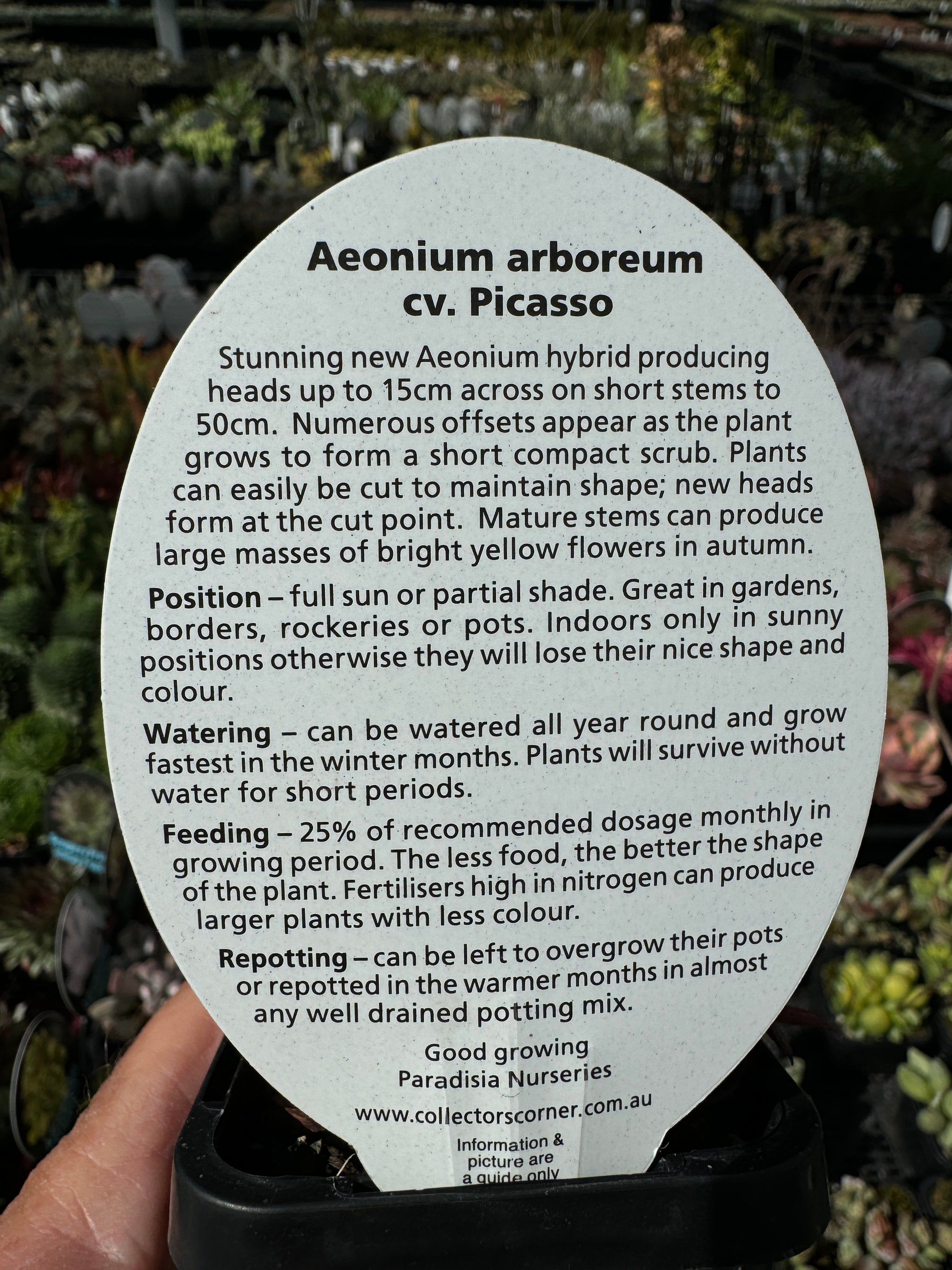 Aeonium 'Picasso'