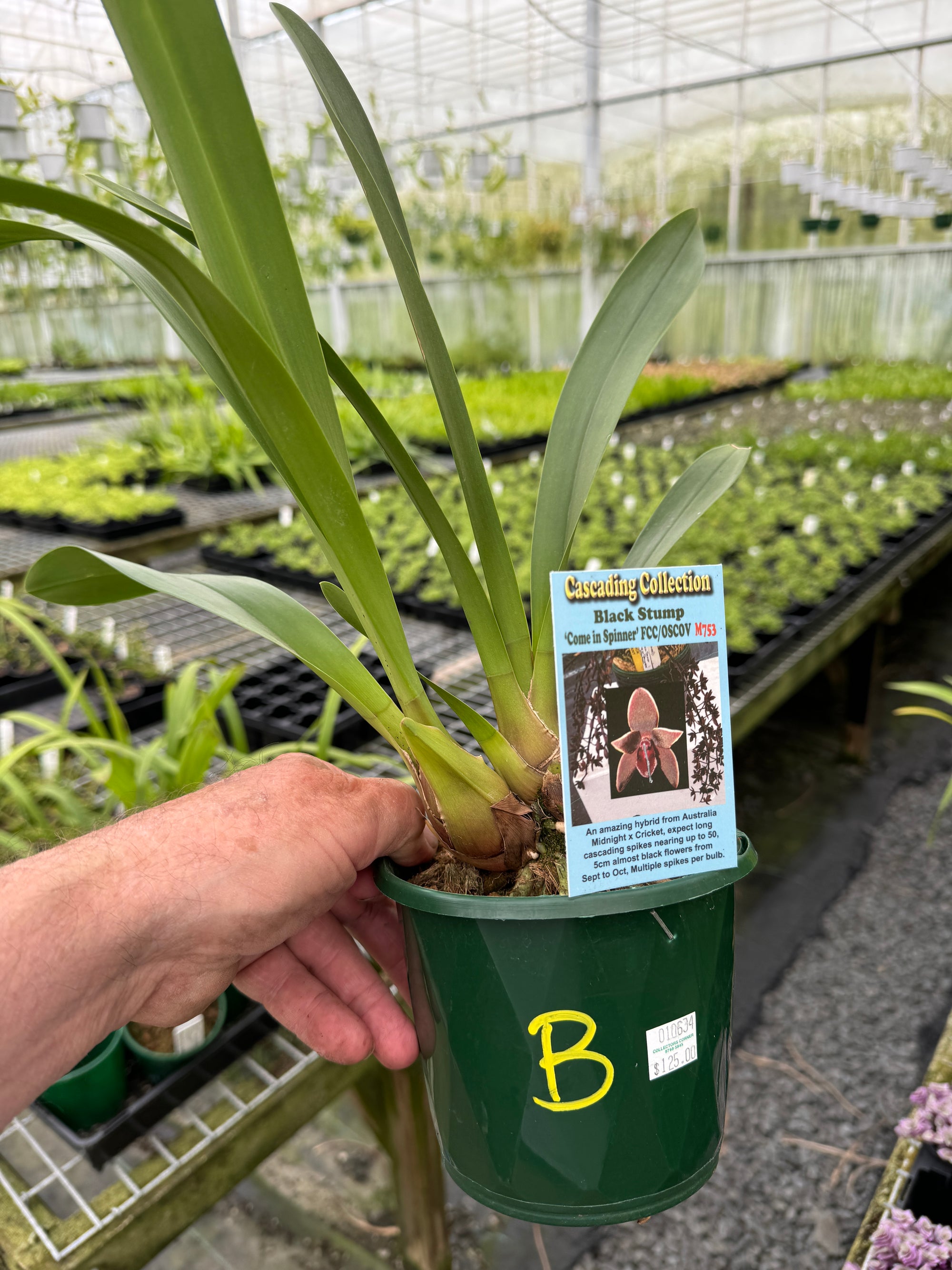 Cymbidium Black Stump 'Come In Spinner' 140mm advanced Plant A