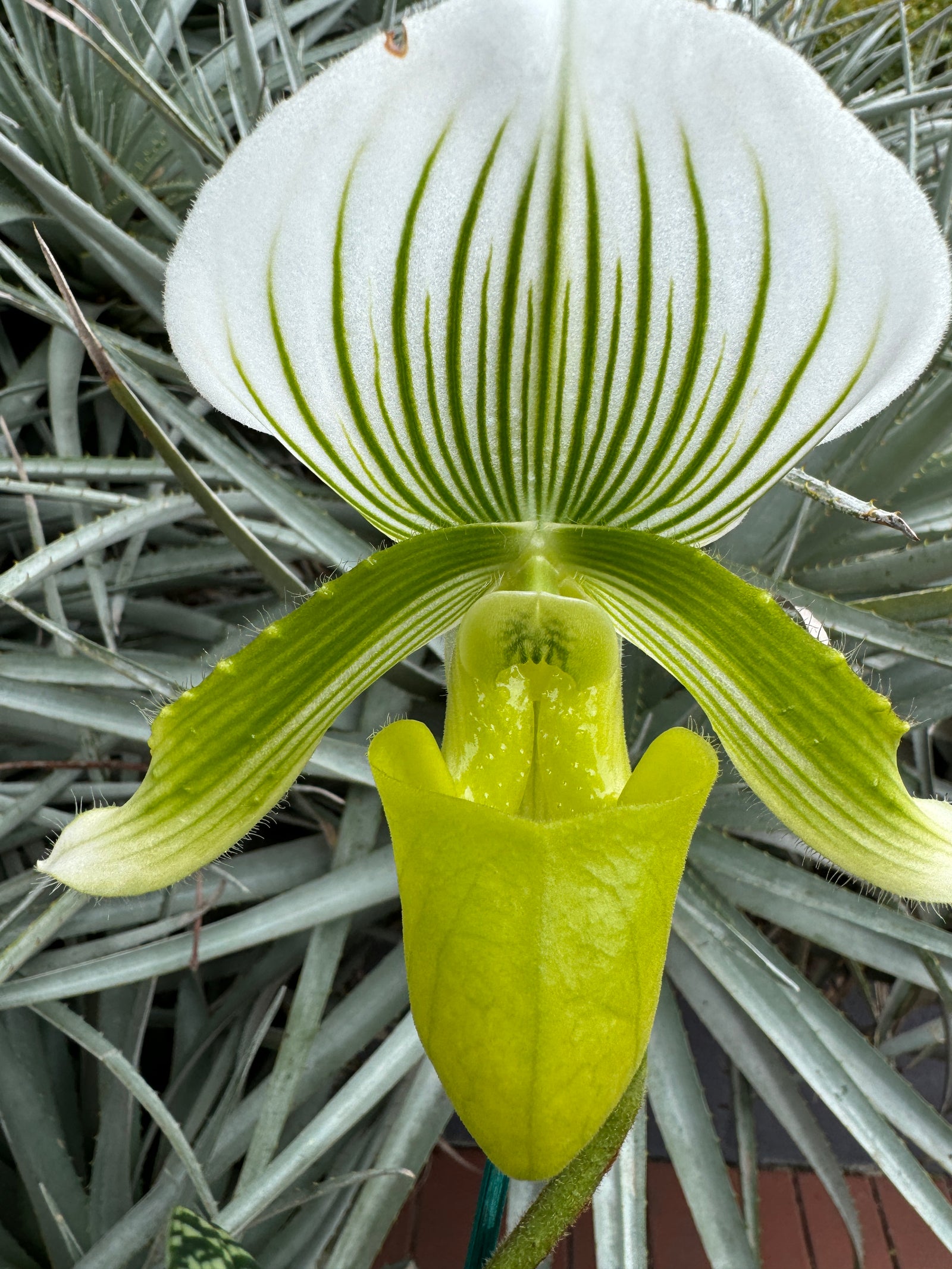 Paphiopedilum Hsinying Citron Account clone Flowering sized 100+mm plant #2.    2 leads