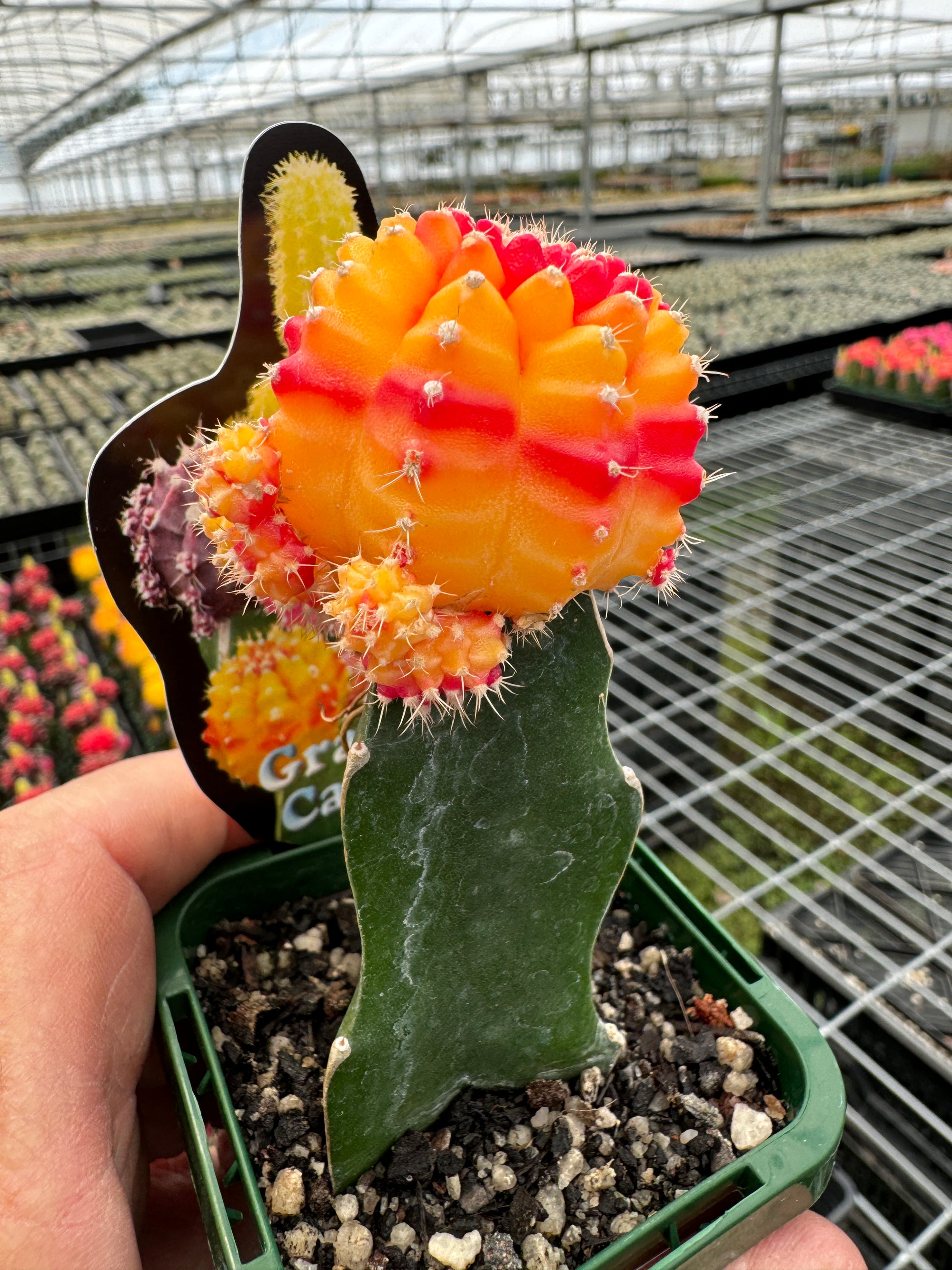 Grafted Cactus Red/gold