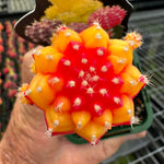 Grafted Cactus Red/gold