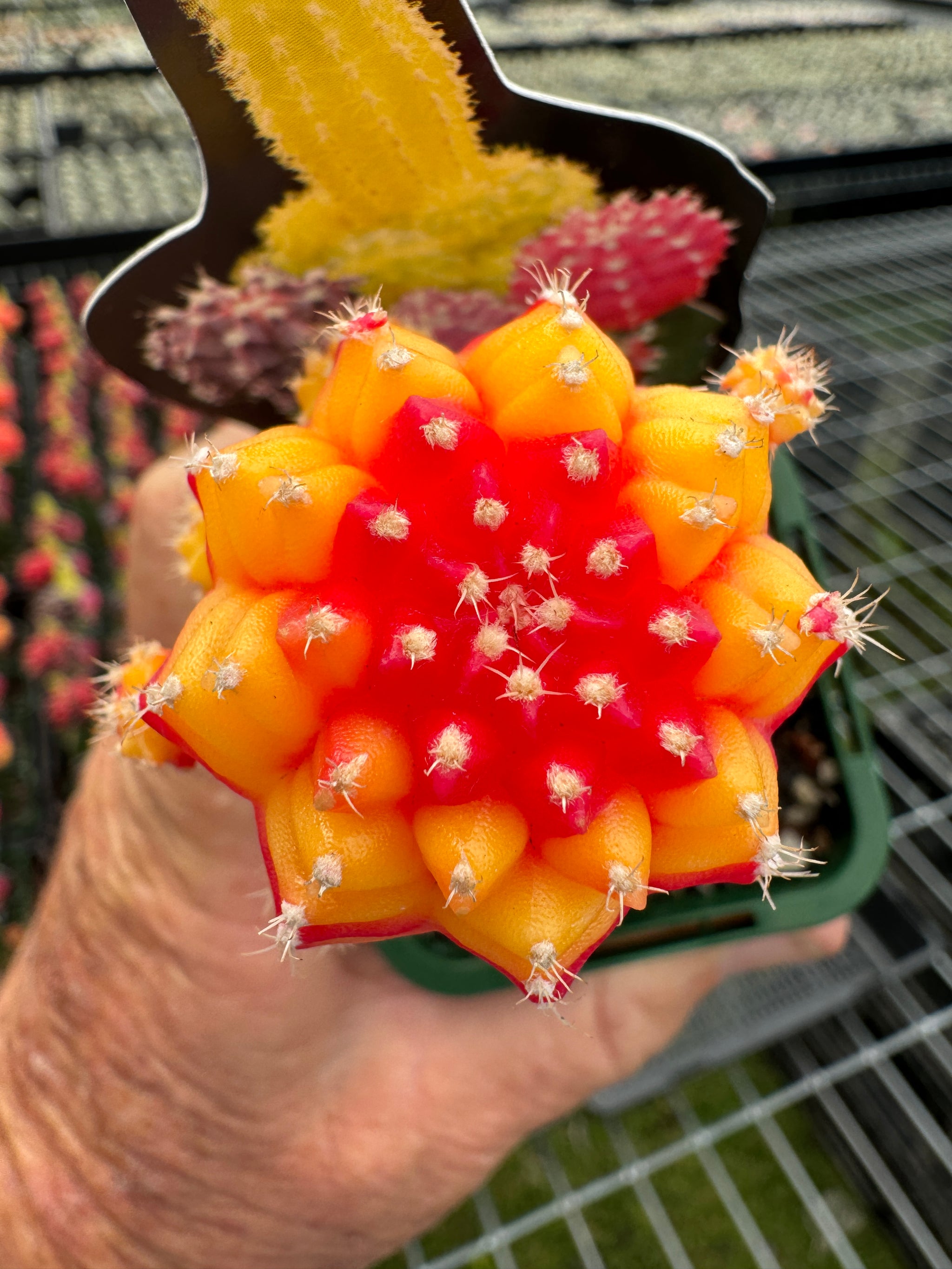 Grafted Cactus Red/gold