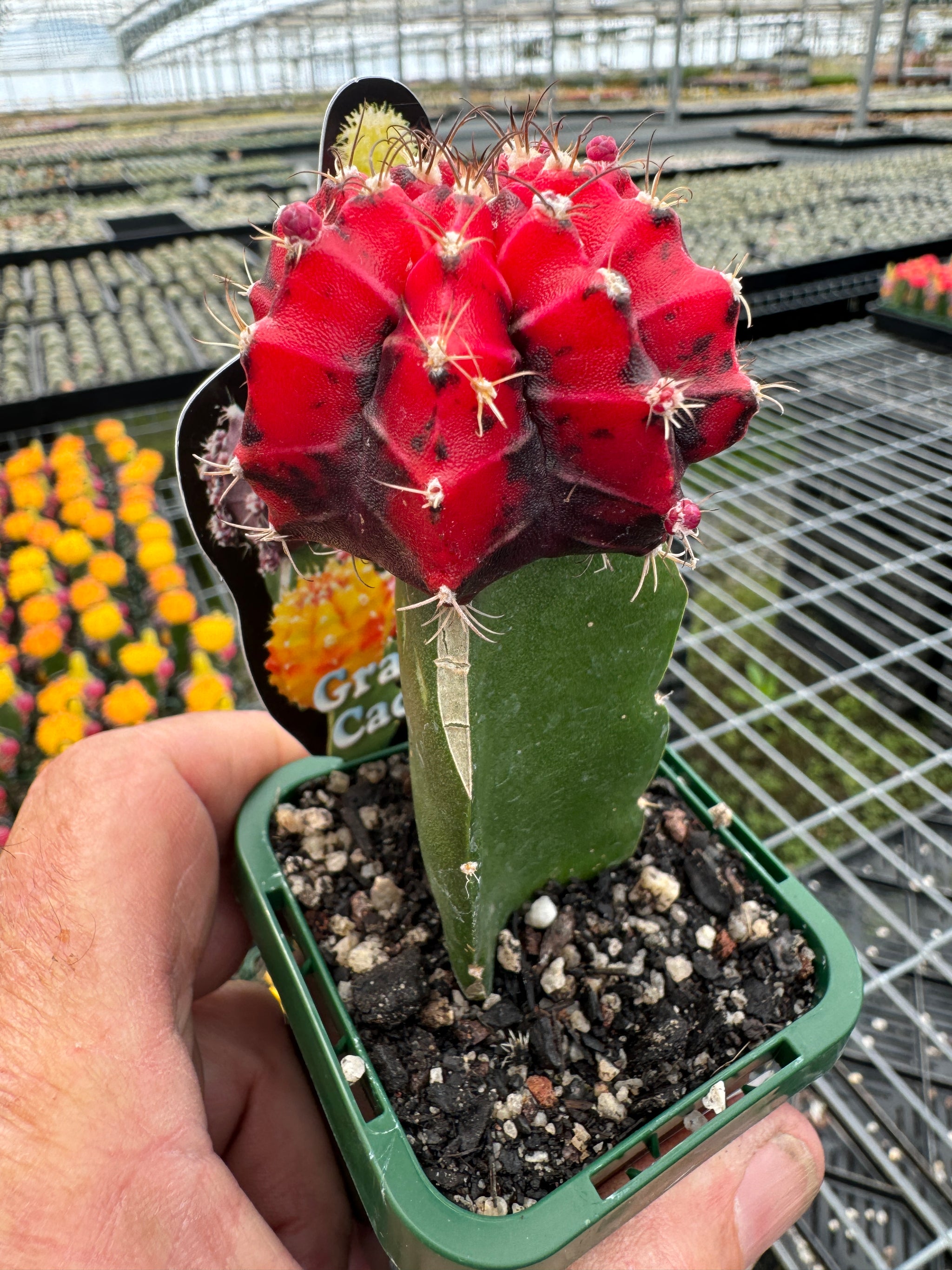 Grafted cactus Red/black Nishiki