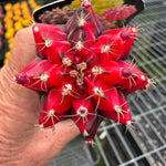 Grafted cactus Red/black Nishiki