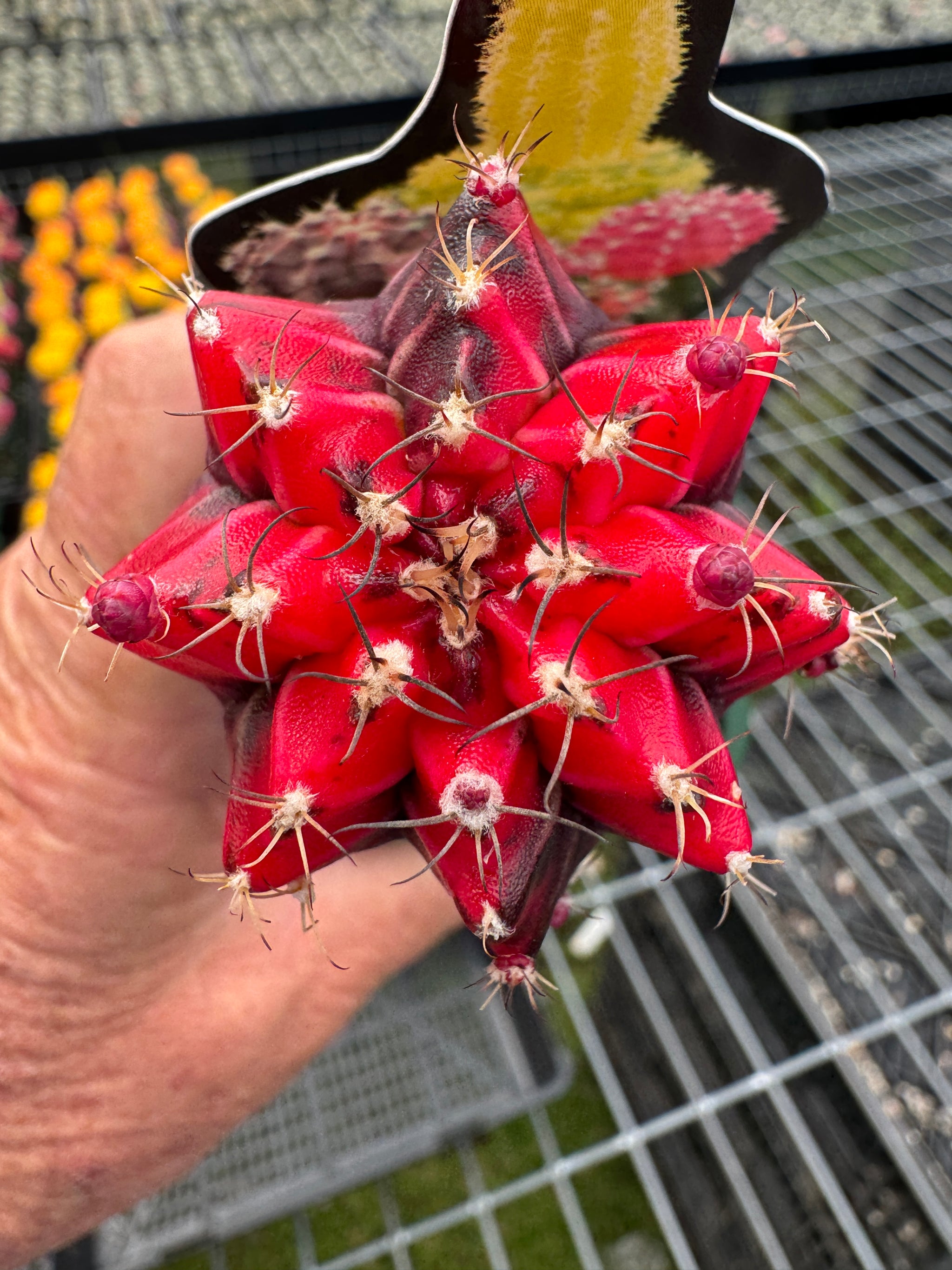 Grafted cactus Red/black Nishiki