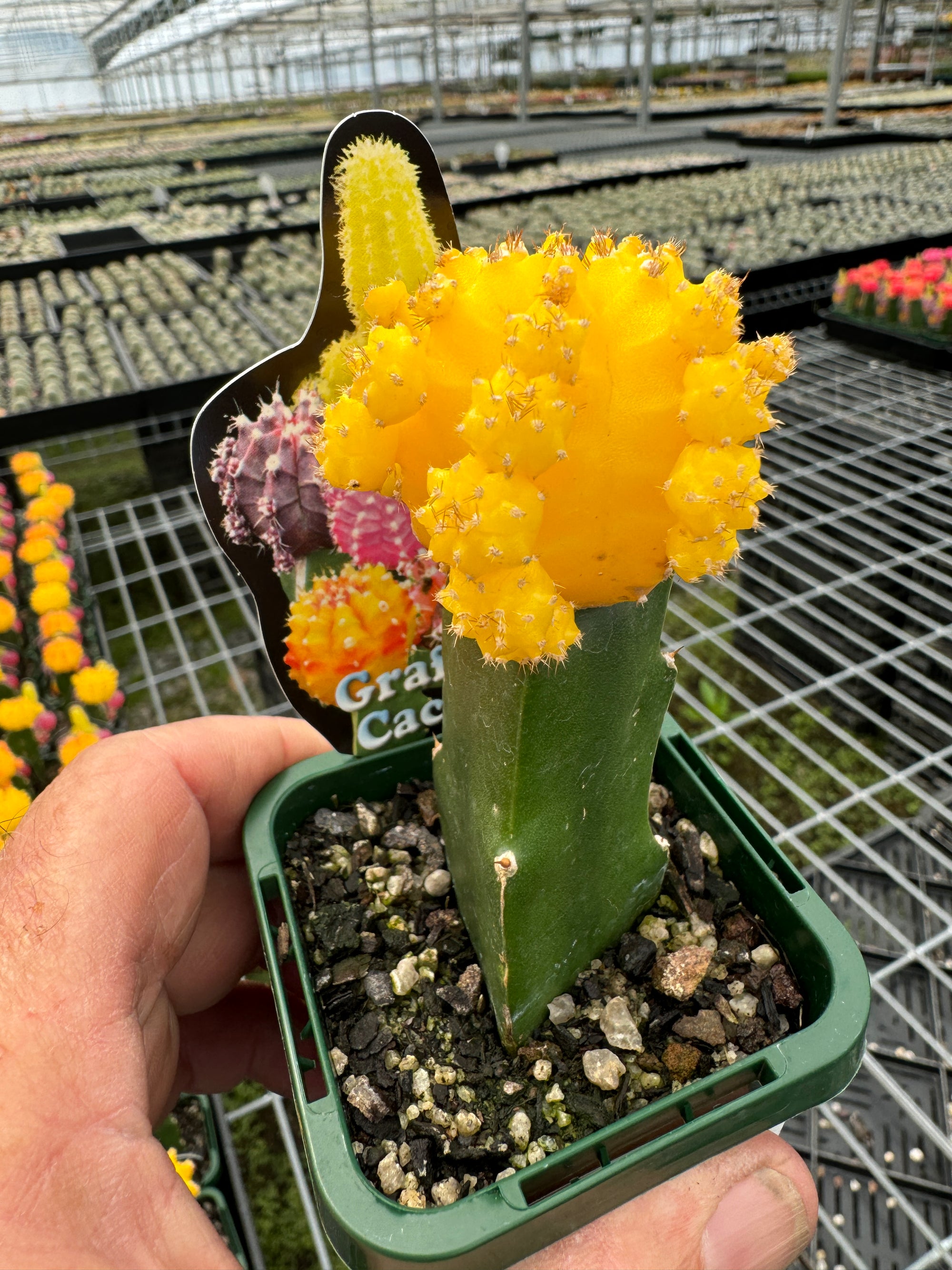 Grafted Cactus Yellow