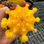 Grafted Cactus Yellow