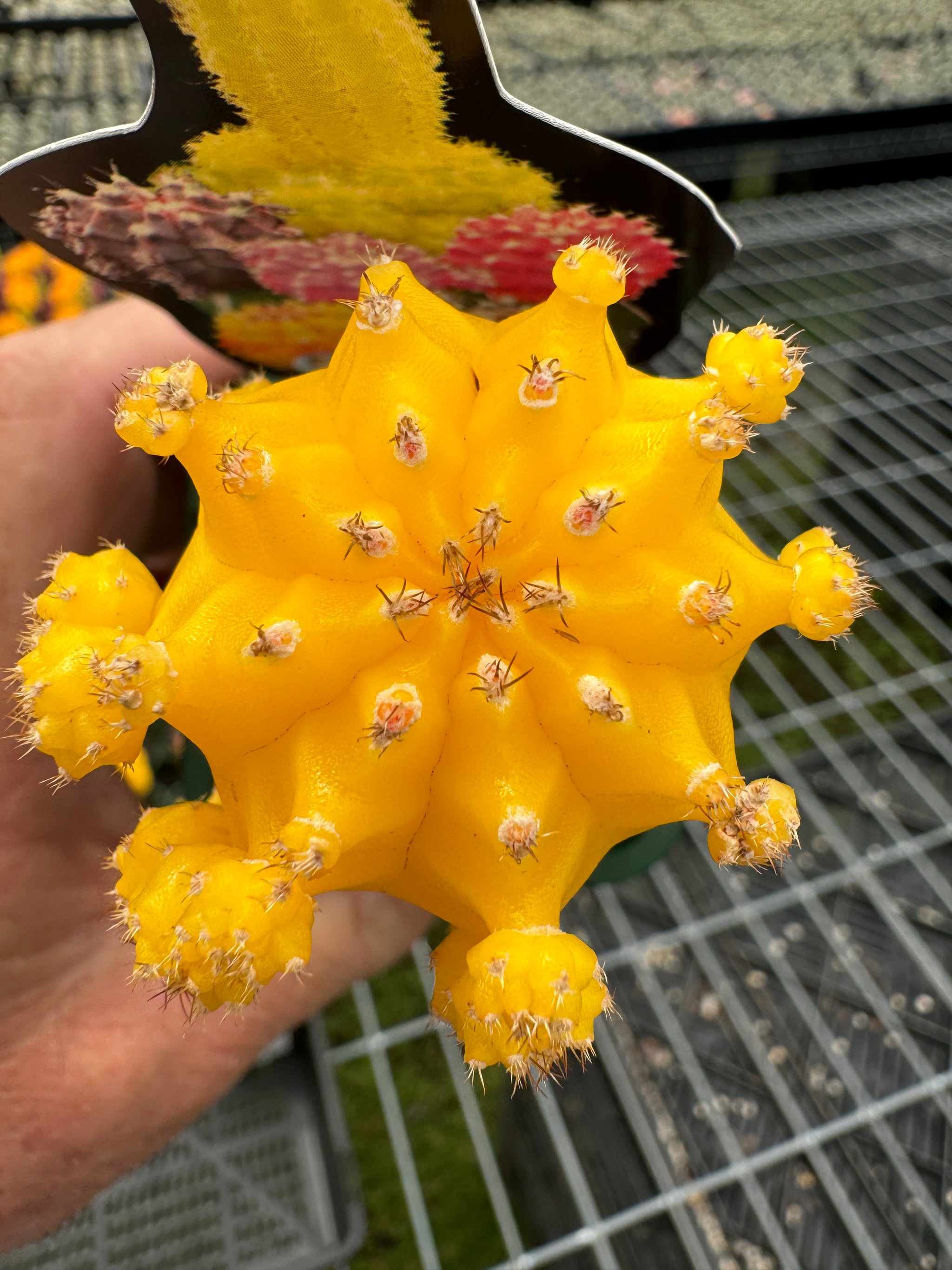 Grafted Cactus Yellow