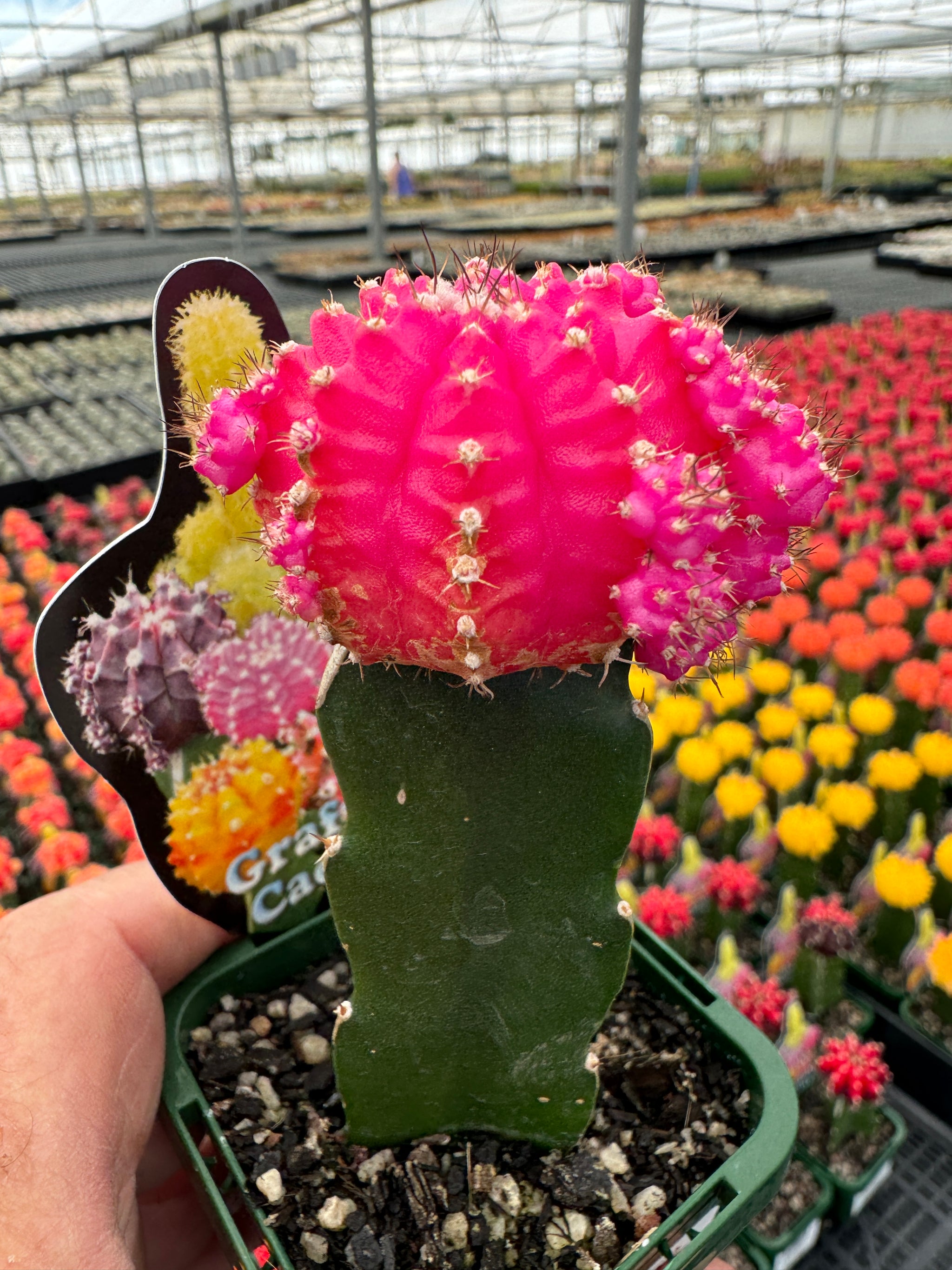 Grafted Cactus Pink