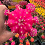 Grafted Cactus Pink