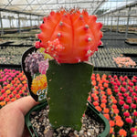 Grafted cactus orange