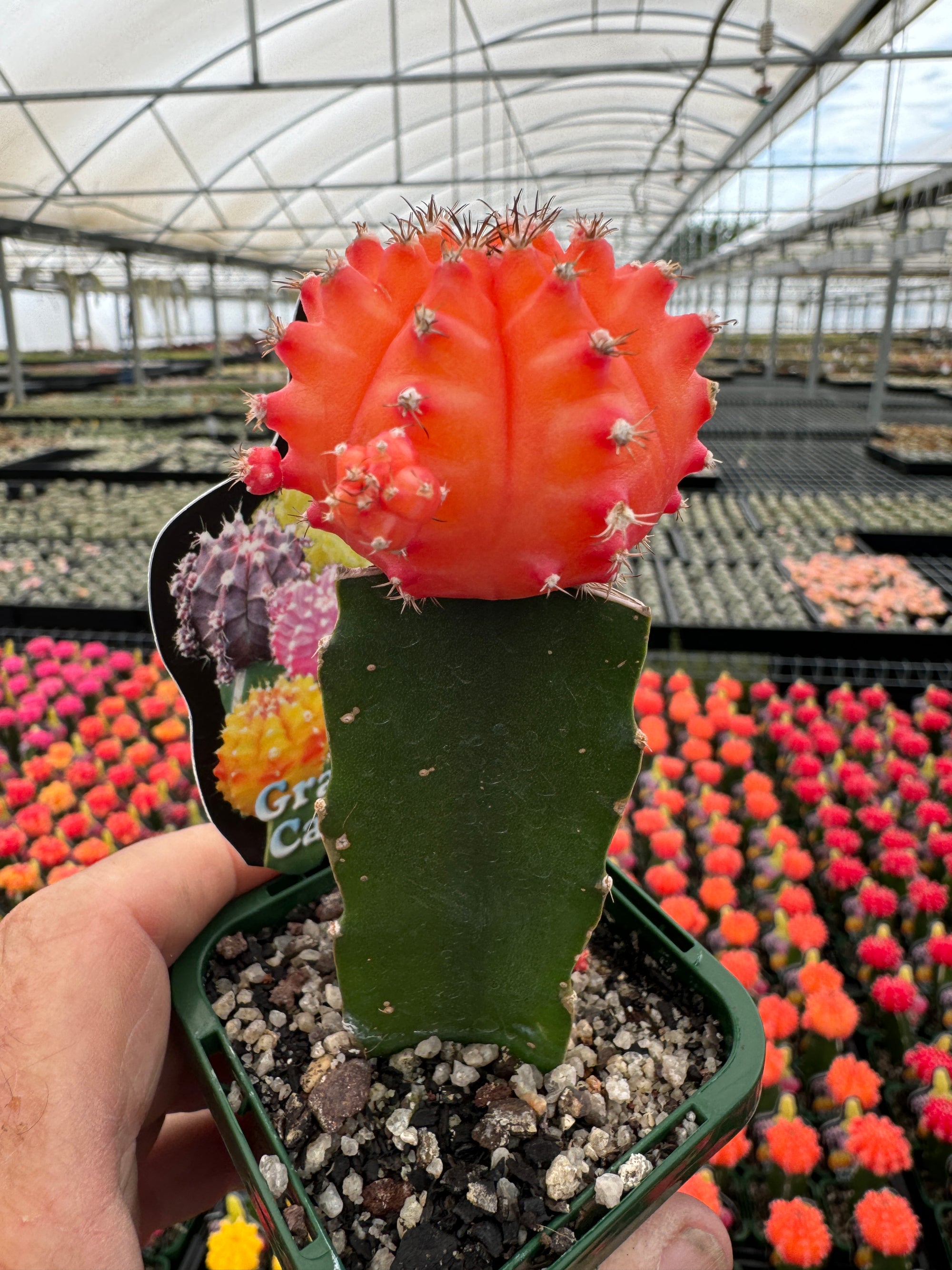 Grafted cactus orange