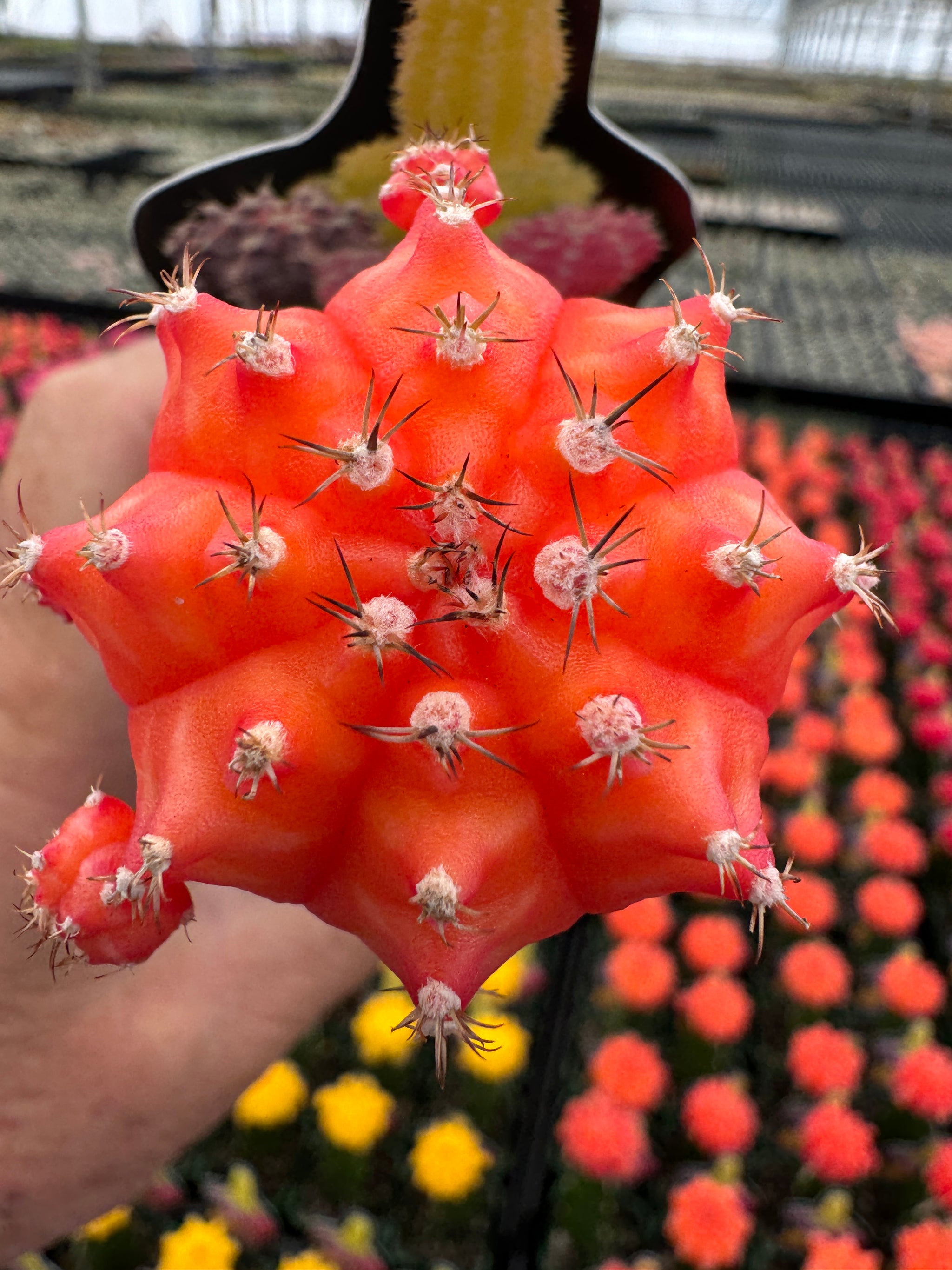 Grafted cactus orange