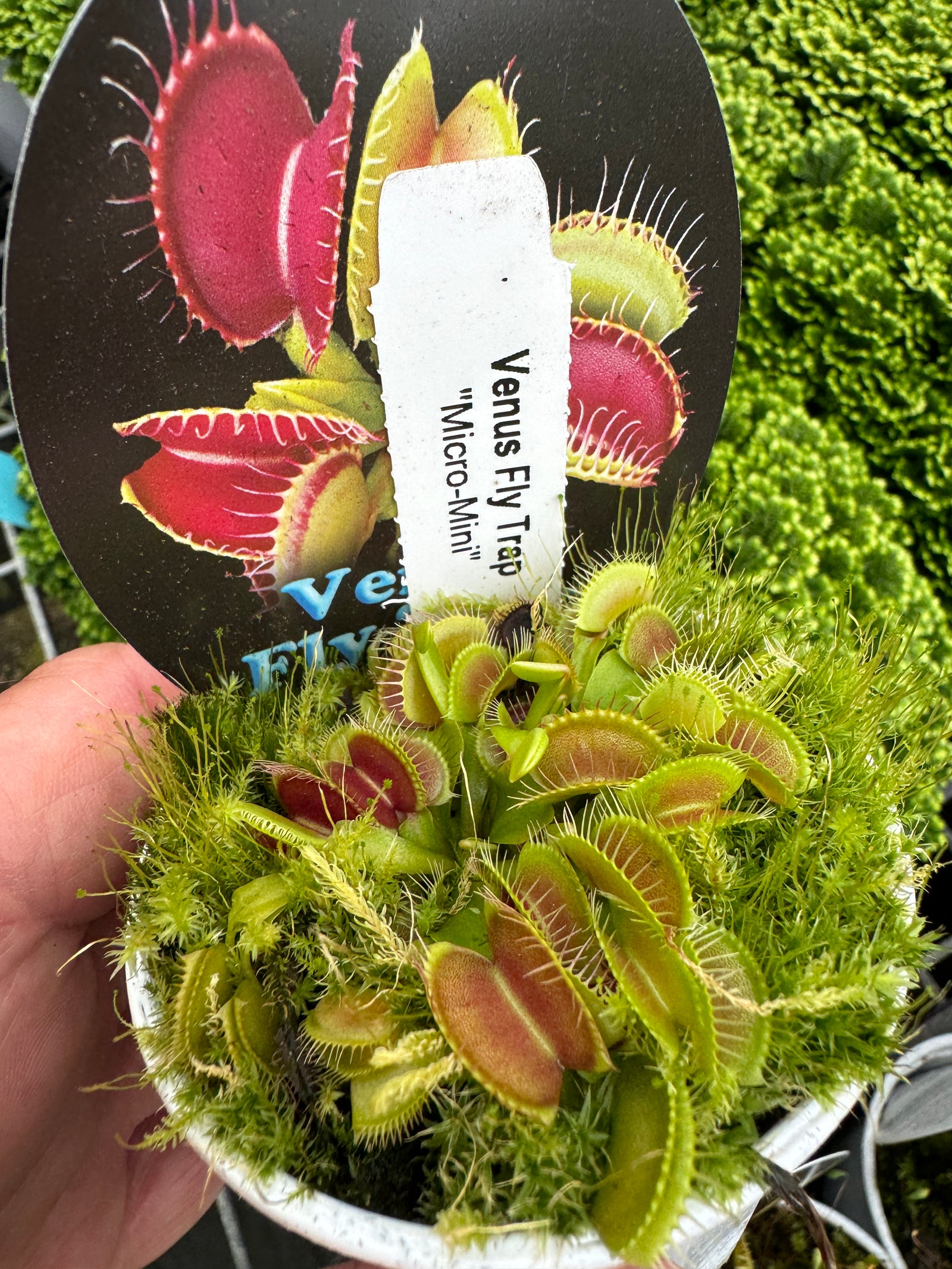 Dionaea muscipula 'Micro Mini' - Venus Flytrap with Tiny Traps