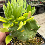 Monadenium stapelioides cristata (NOT FOR WA)