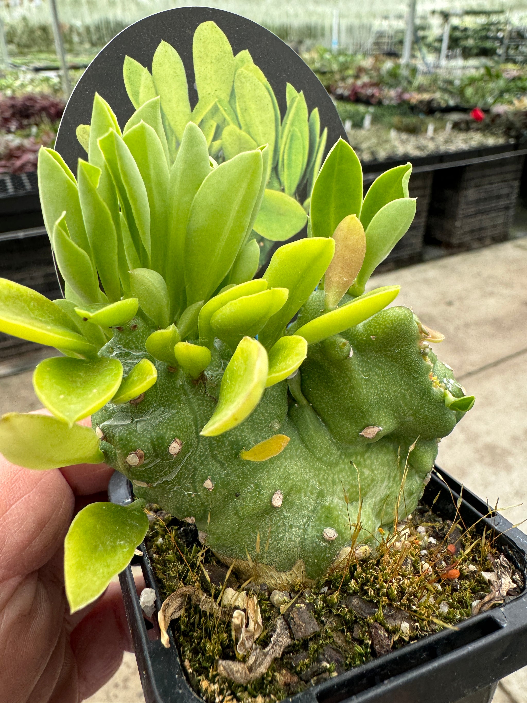 Monadenium stapelioides cristata (NOT FOR WA)