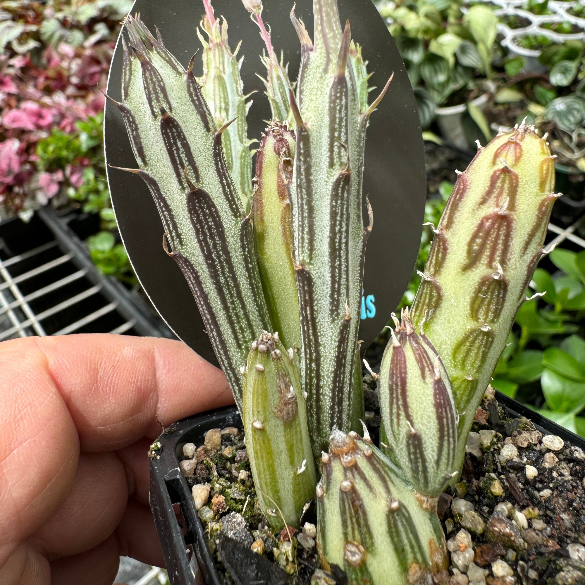 pickle plant succulent kleinia stapeliiformis Kleinia stapeliiformis – Collectors Online