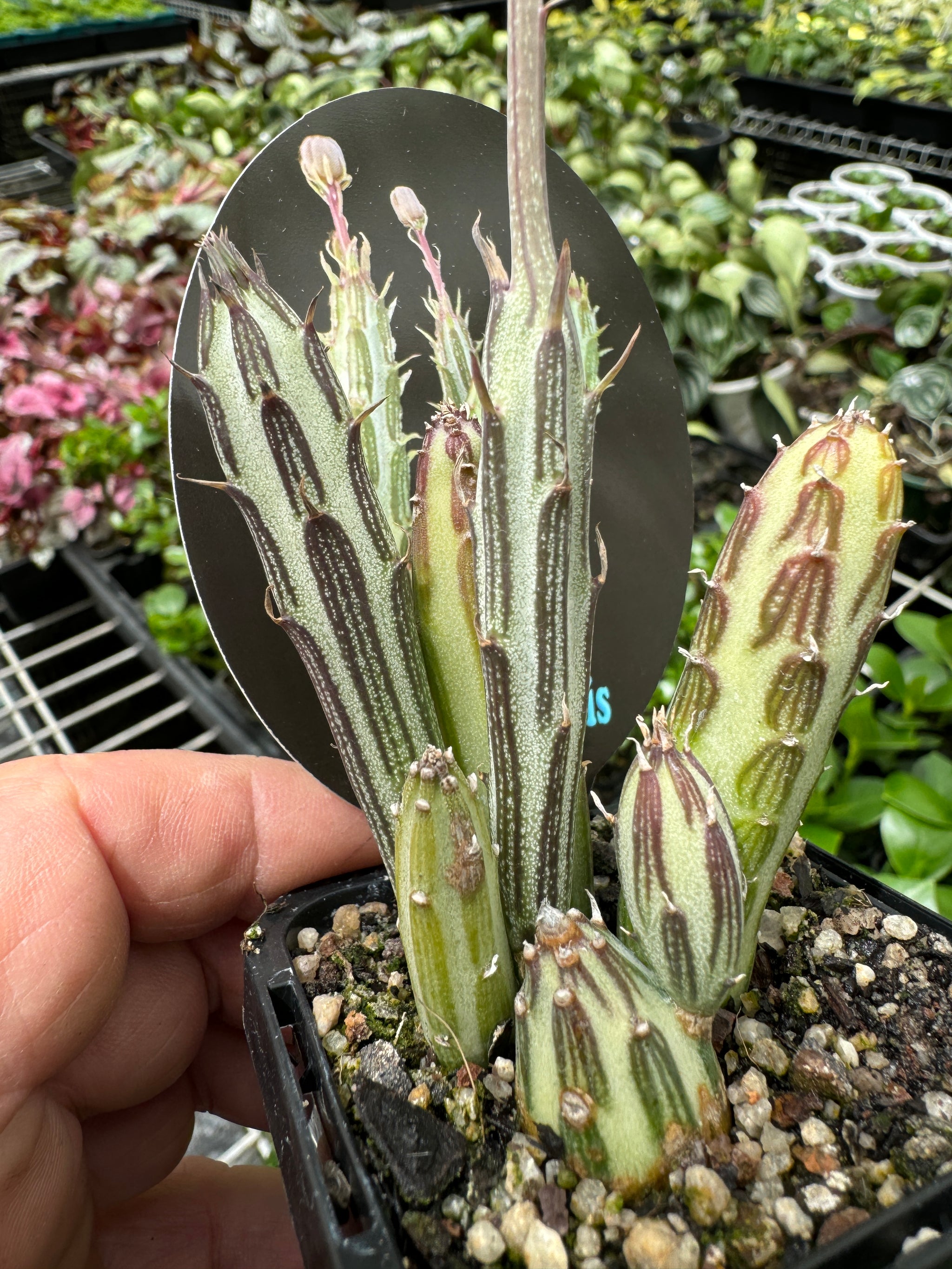 Senecio stapeliiformis 'Snake Plant'