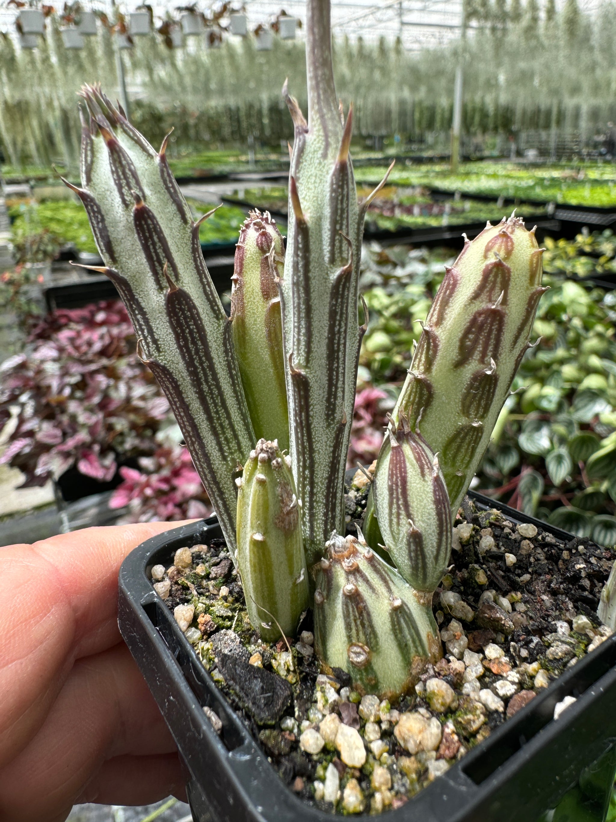 Senecio stapeliiformis 'Snake Plant'