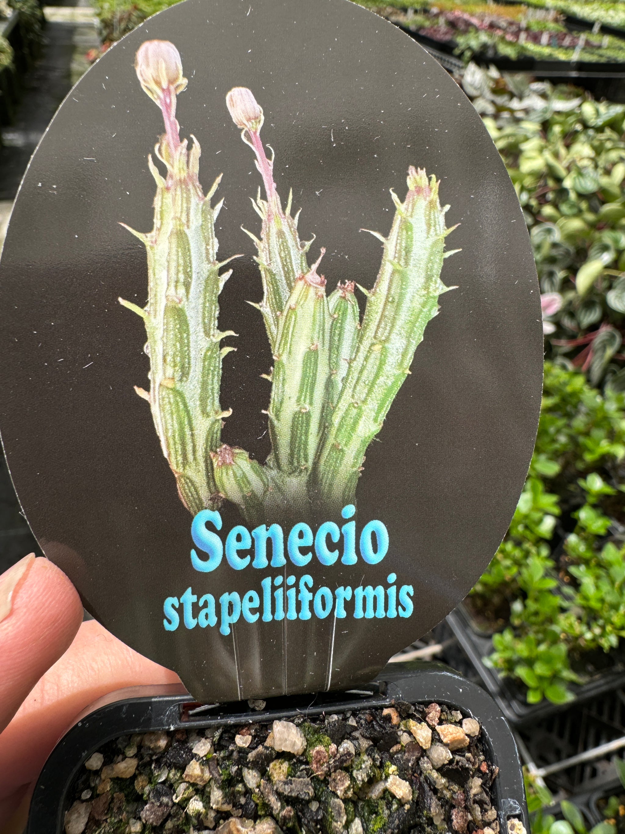 Senecio stapeliiformis 'Snake Plant'