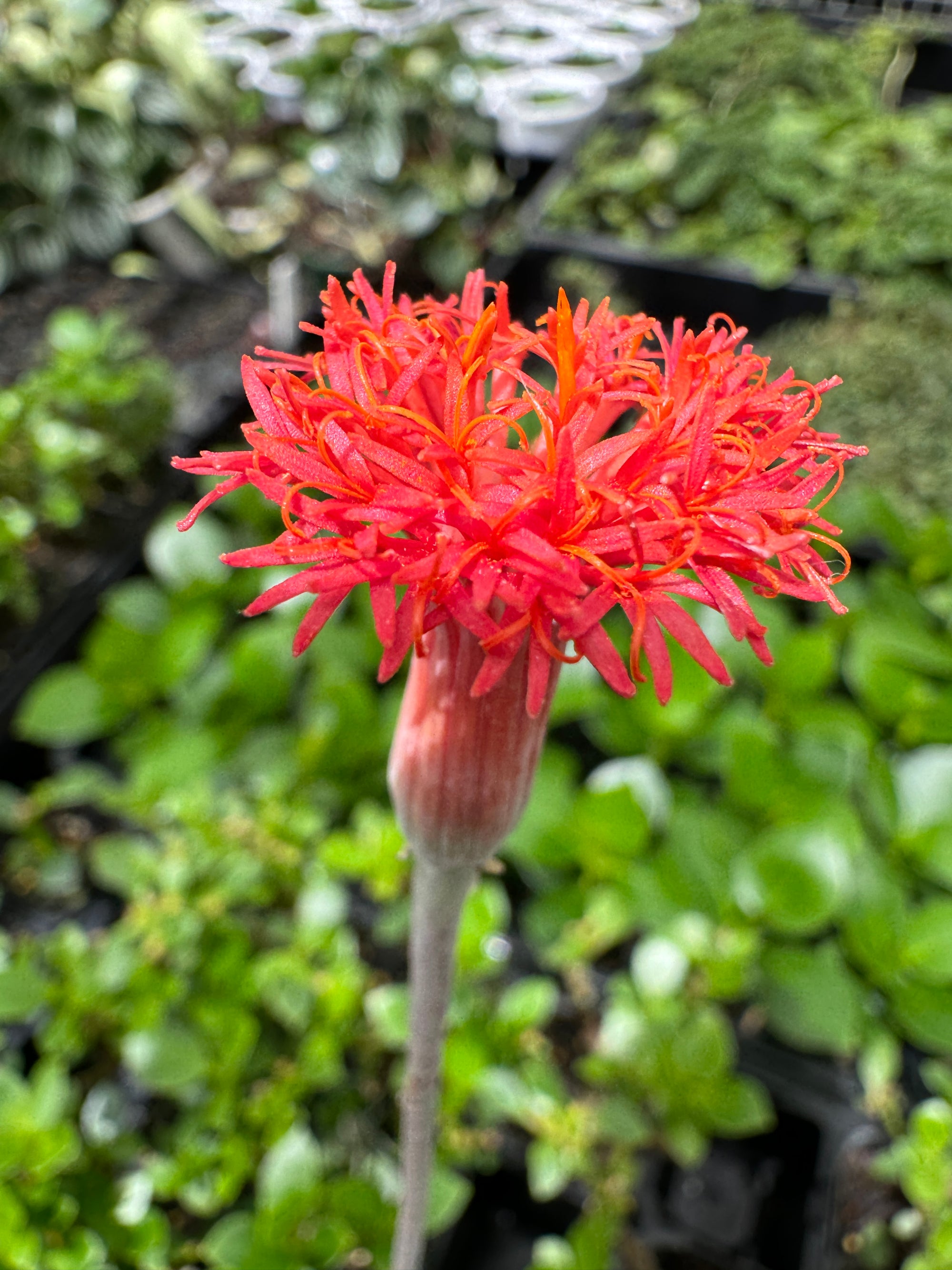 Senecio stapeliiformis 'Snake Plant'