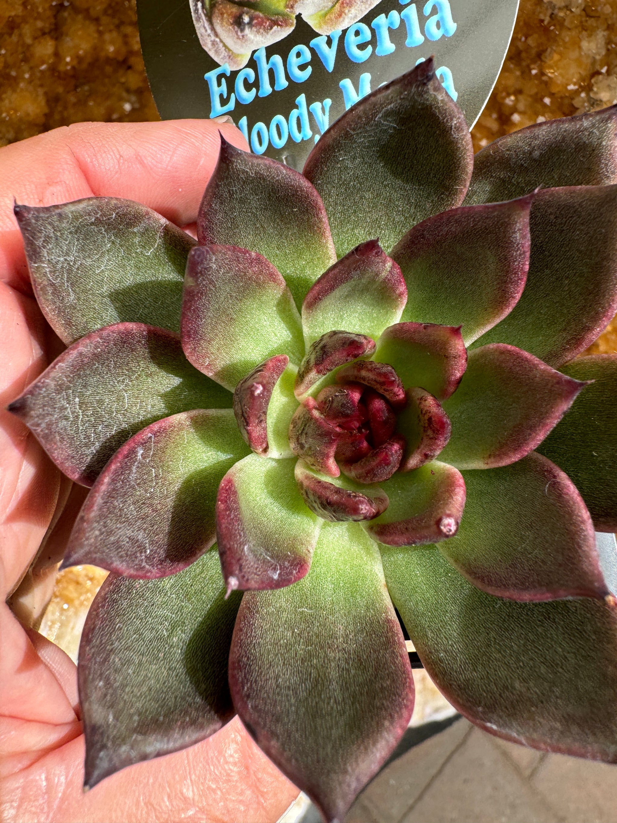 Echeveria 'Bloody Maria'