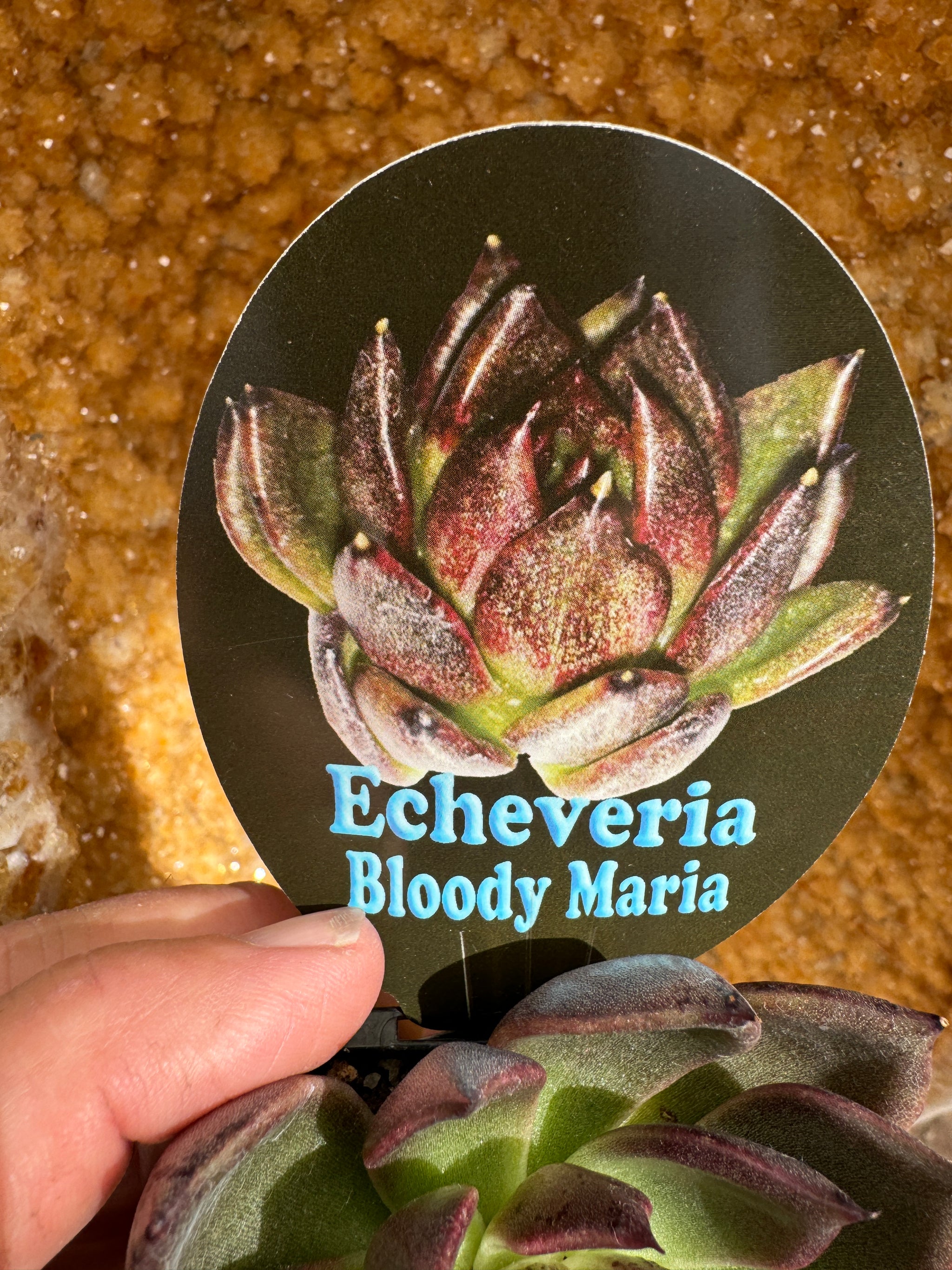 Echeveria 'Bloody Maria'