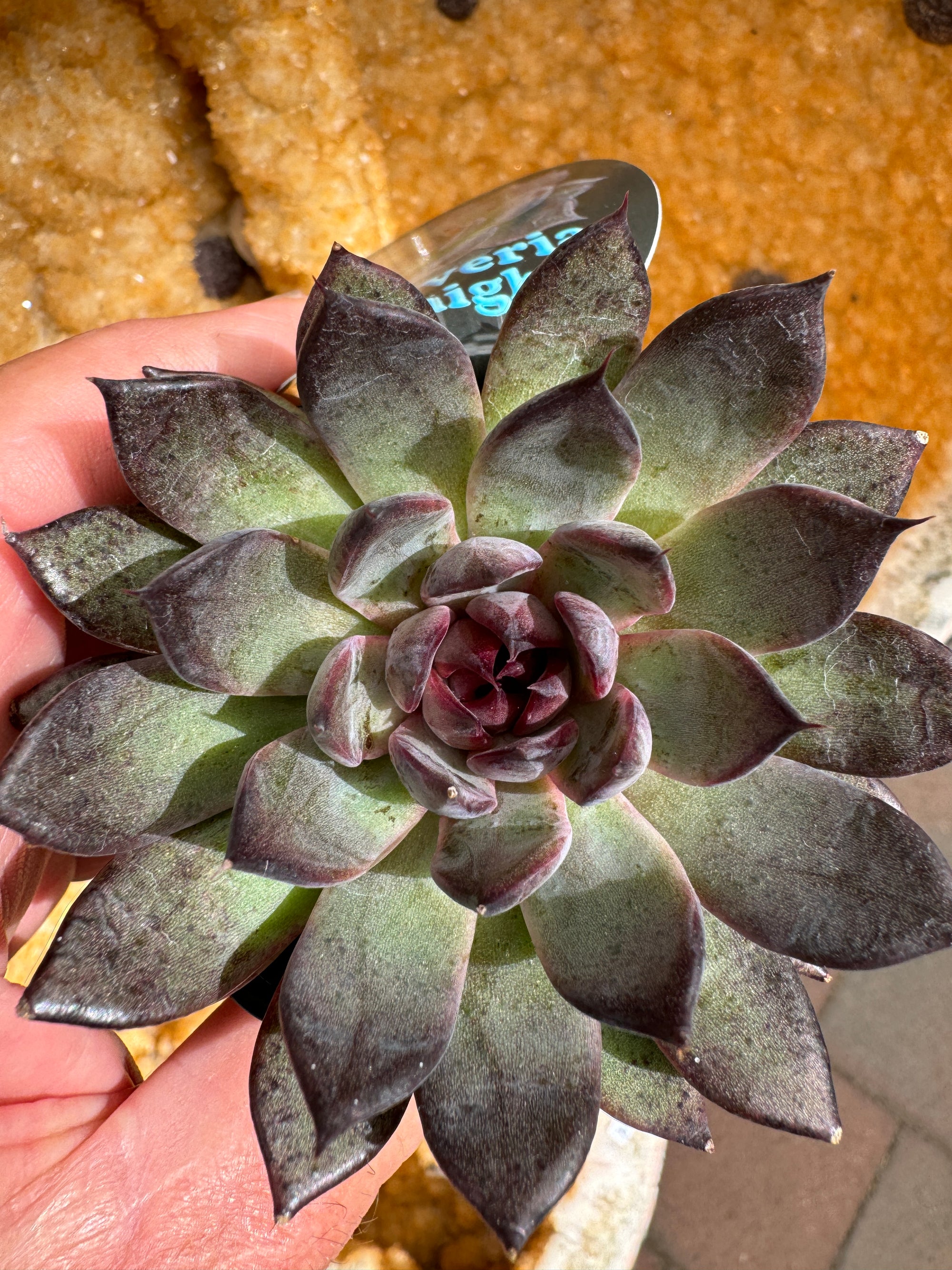 Echeveria 'Midnight'