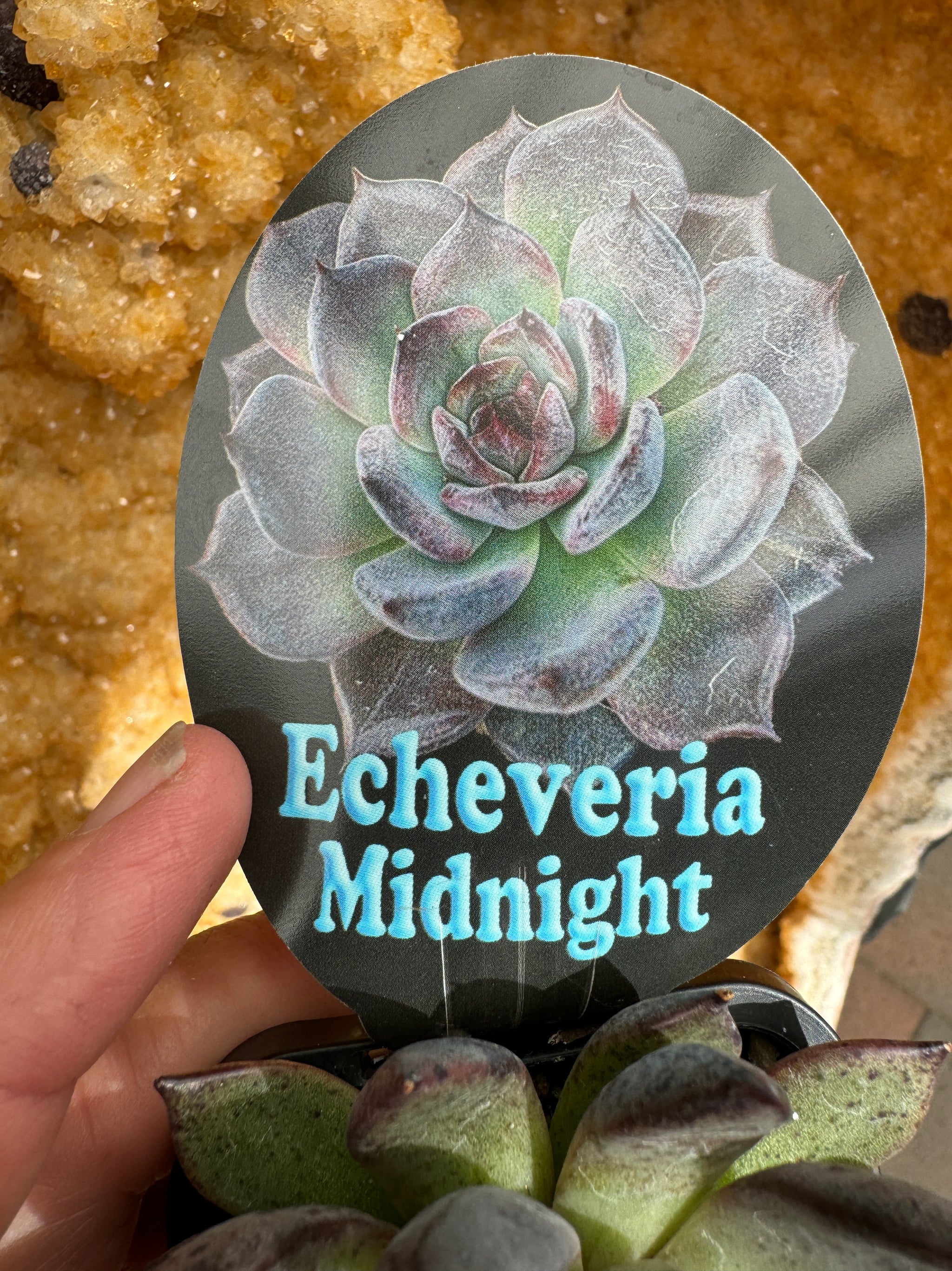 Echeveria 'Midnight'