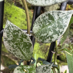 Hoya krohniana 'Eskimo' - Rare Trailing Plant