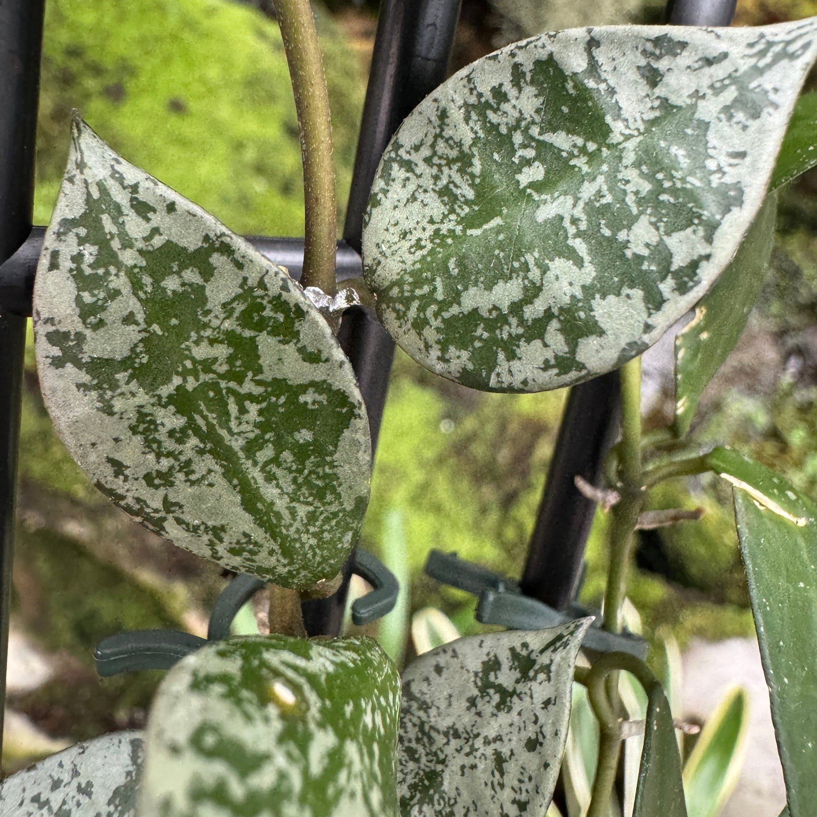 Hoya krohniana 'Eskimo'