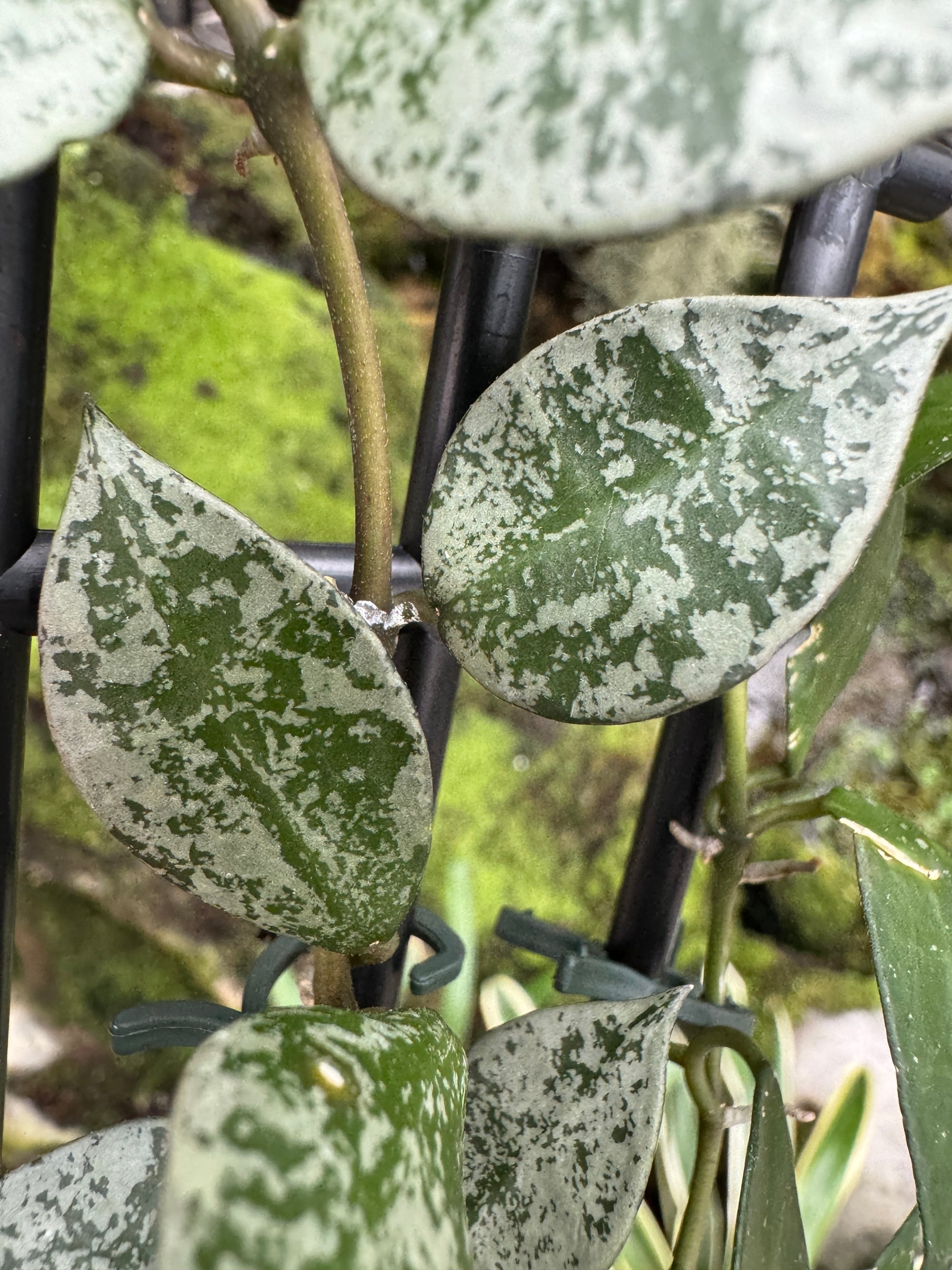 Hoya krohniana 'Eskimo' - The Silver-Leaved Sweetheart