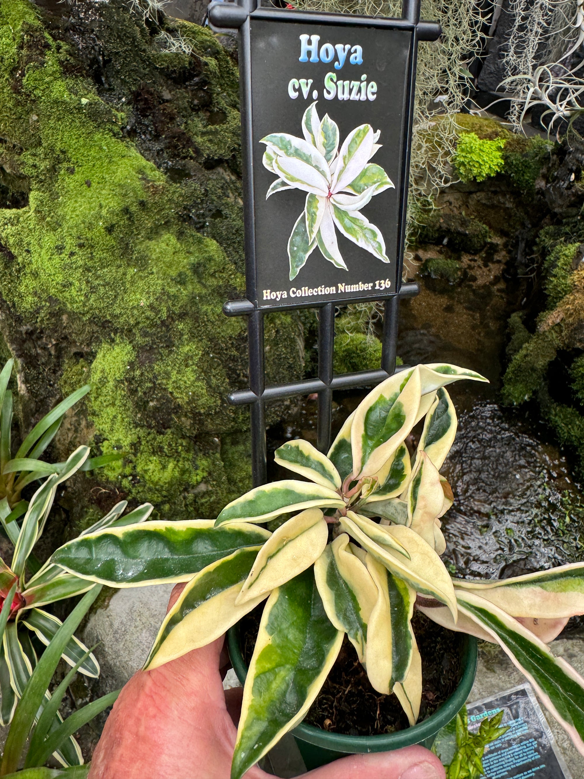 Hoya carnosa 'Suzie' Variegated - Vibrant Pink & White