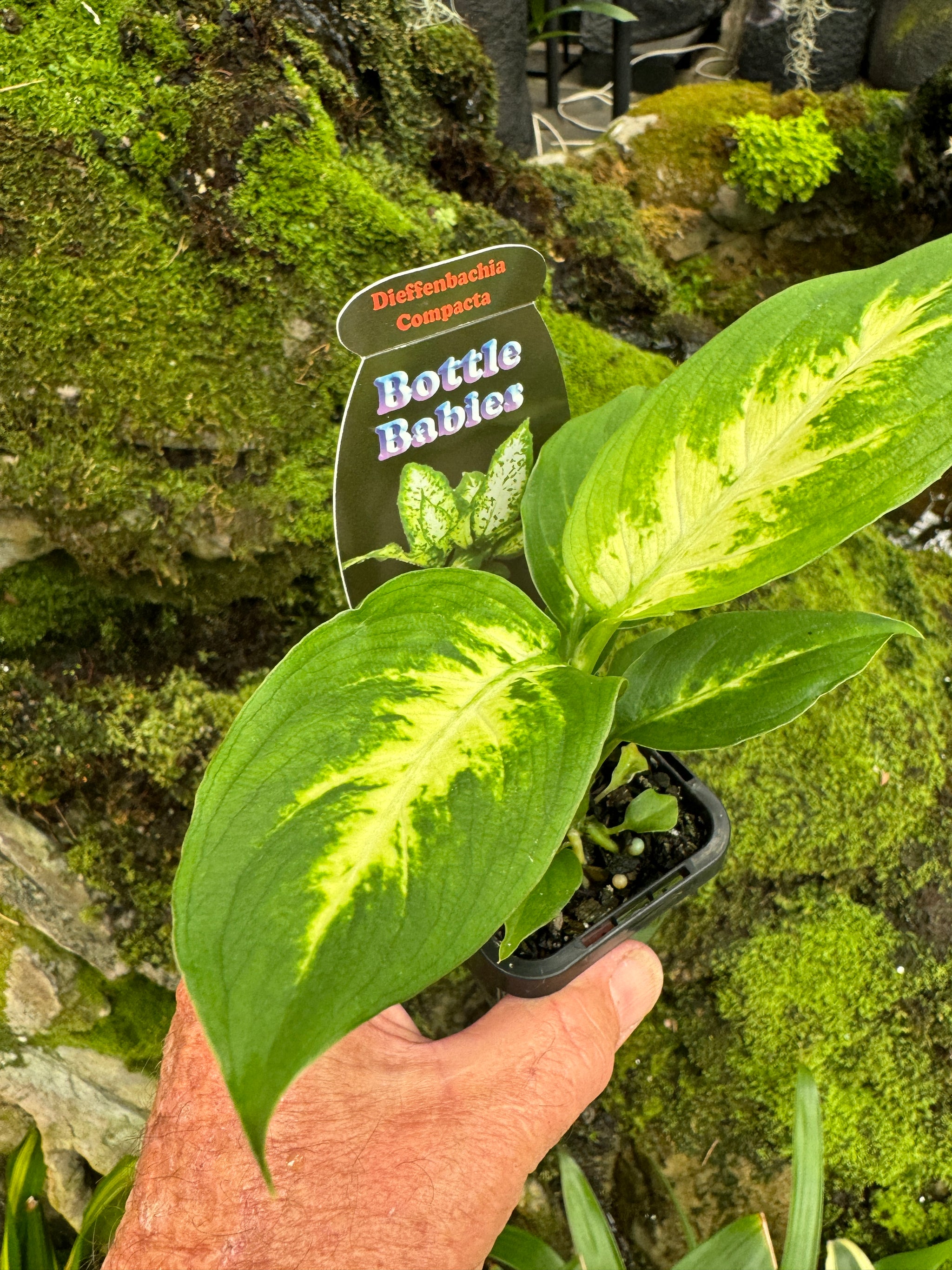 Dieffenbachia amoena 'Compacta' - The Compact Dumb Cane (Not WA)