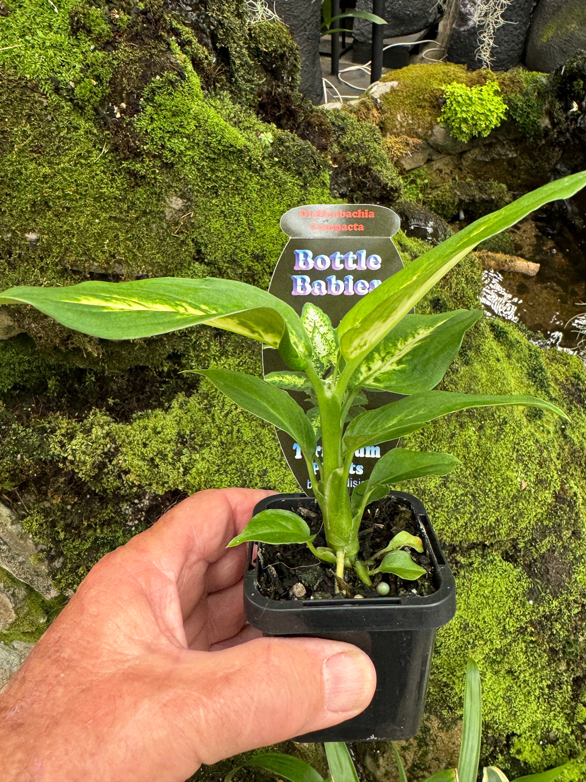 Dieffenbachia amoena 'Compacta' - The Compact Dumb Cane (Not WA)