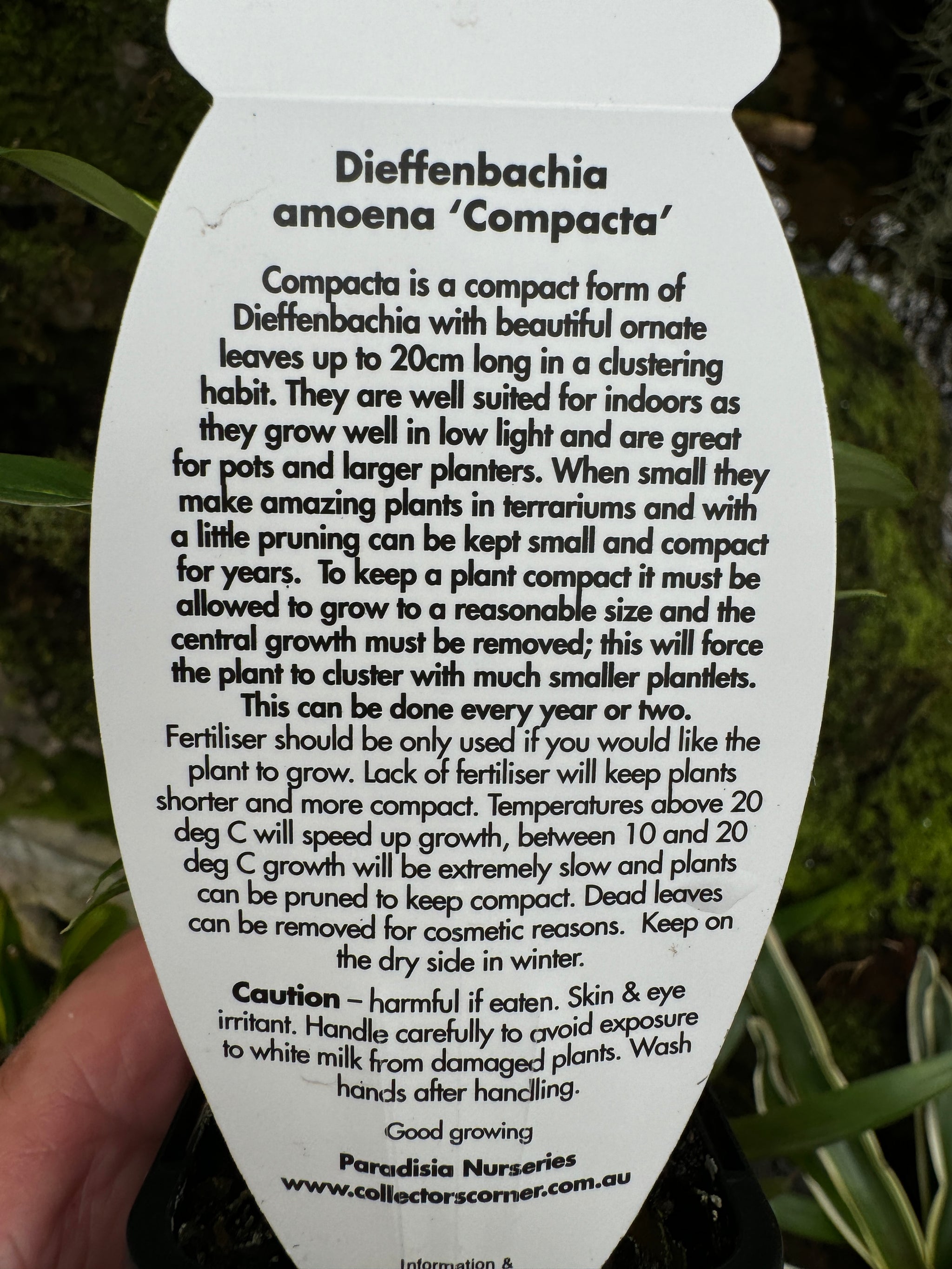 Dieffenbachia amoena 'Compacta' - The Compact Dumb Cane (Not WA)