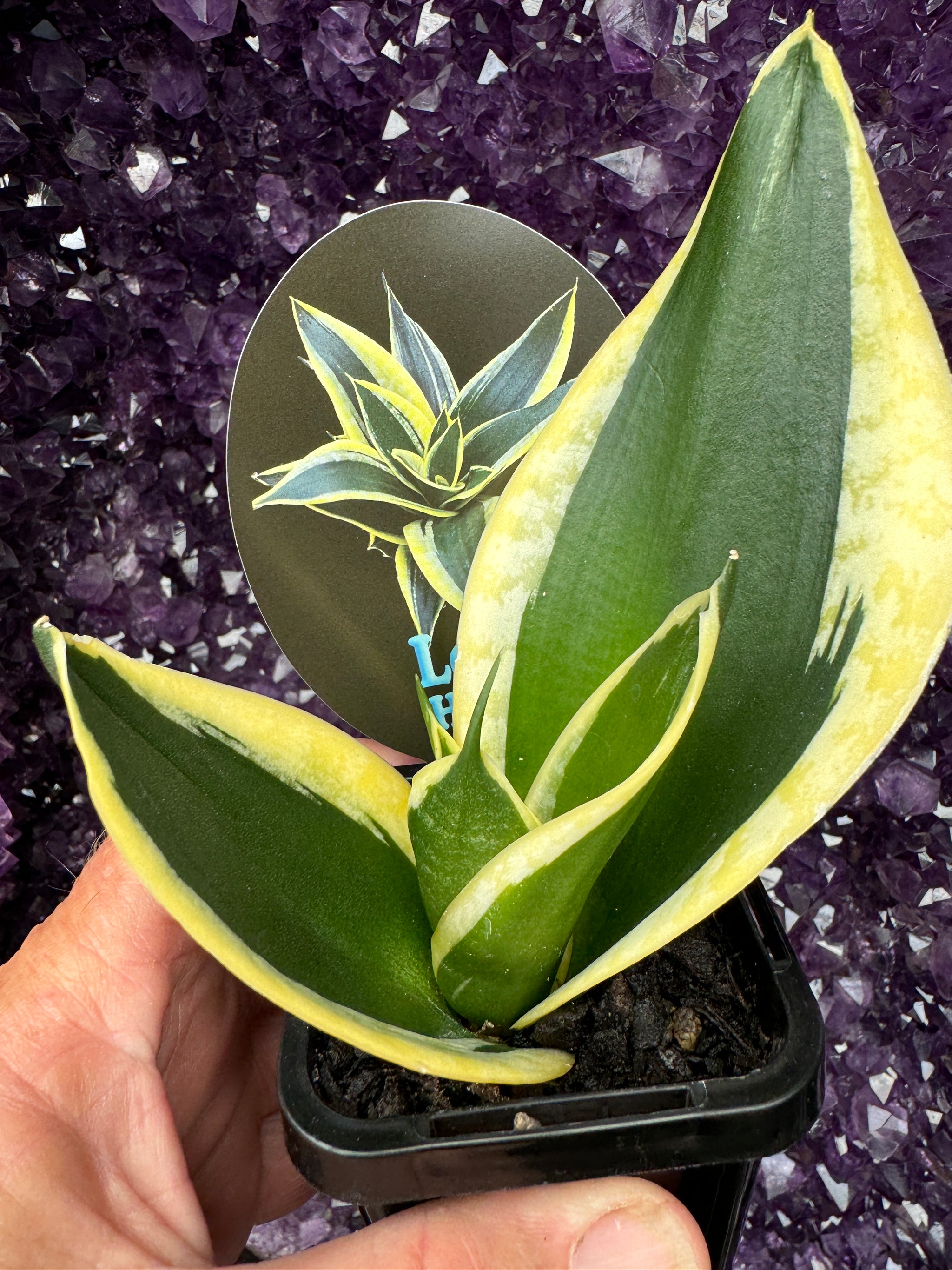 Sansevieria trifasciata Lotus Hahnii