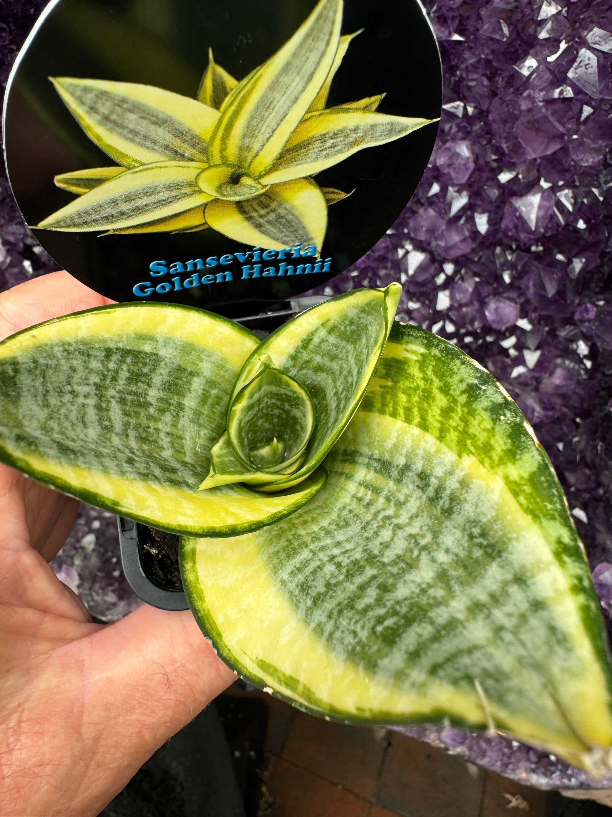 sansevieria hahnii philippine Sansevieria trifasciata 'Golden Hahnii' – Collectors Online
