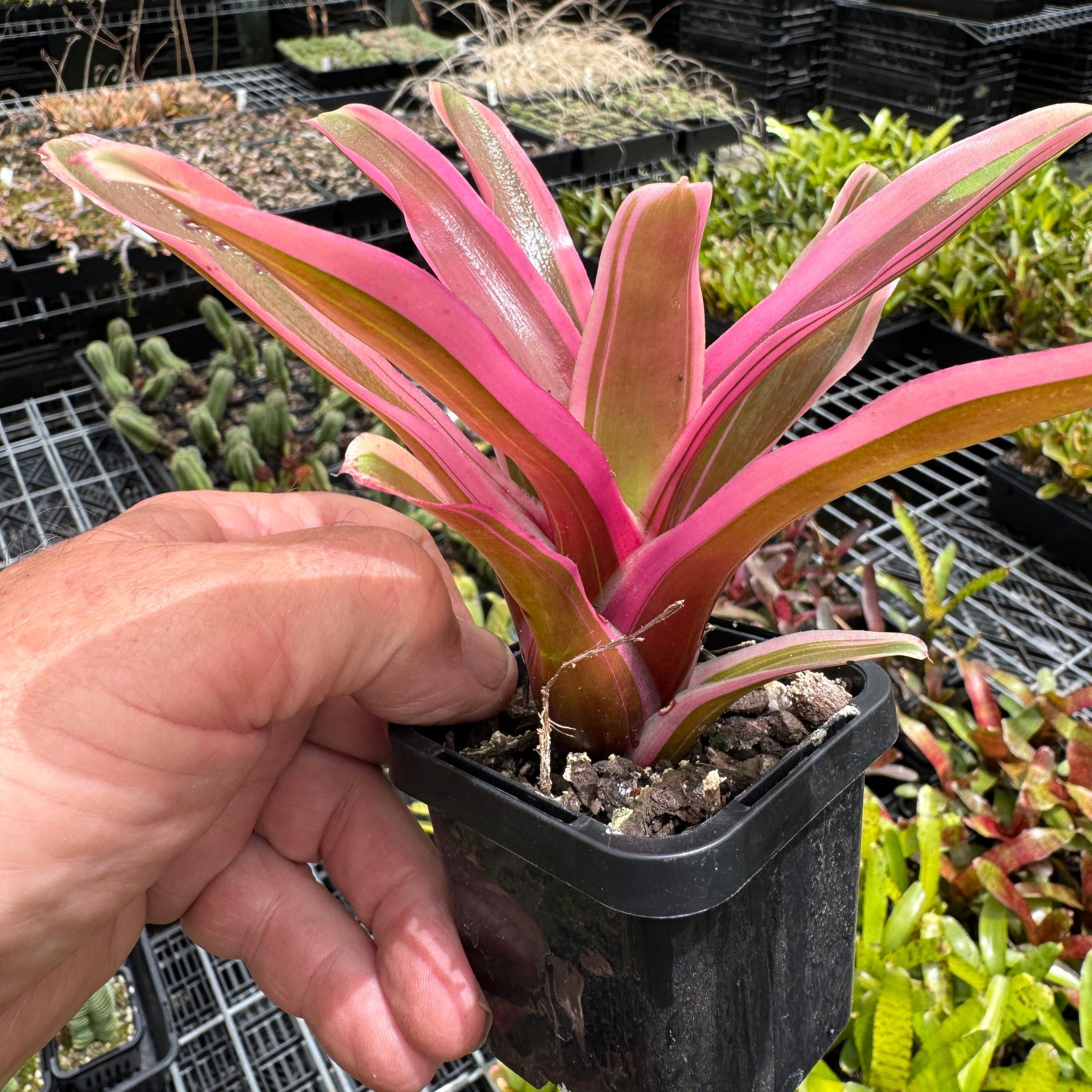 Neoregelia Tiny Tot ‘Firebird’ Pink Stripe Mini Hybrid Bromeliad