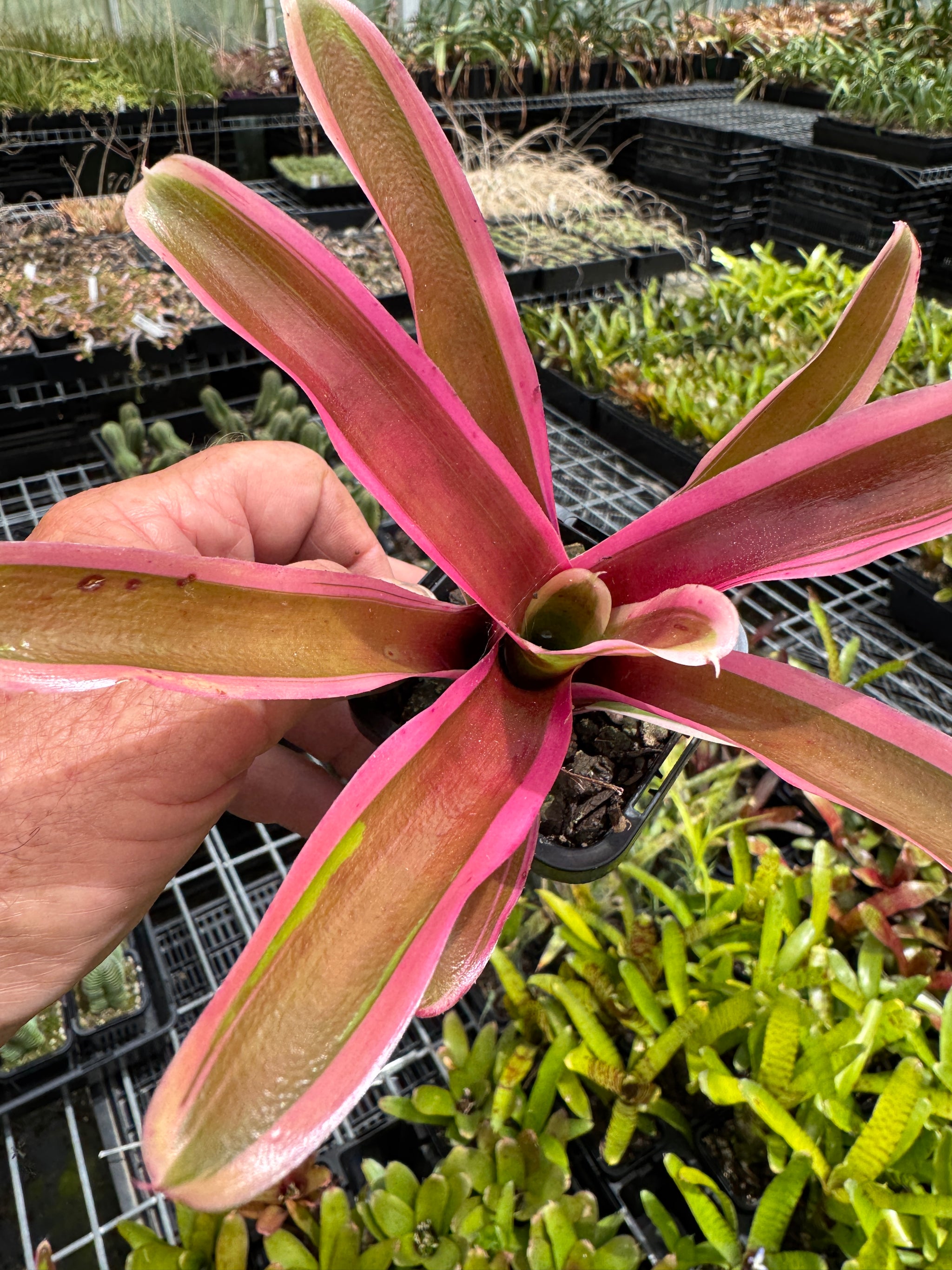 Neoregelia Mini Hybrid Firebird pink stripe  Bromeliad Tiny Tot