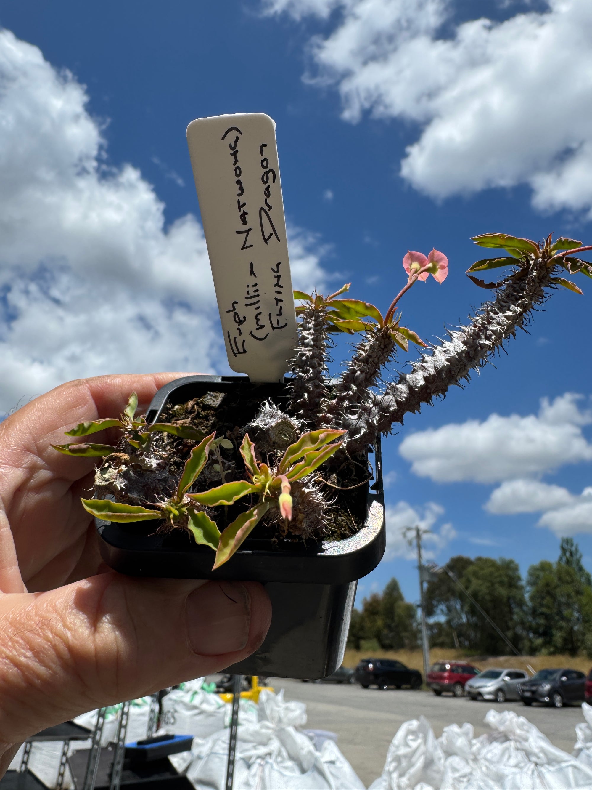 Euphorbia millii x Natwong ‘ Flying Dragon’