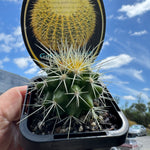 Echinocactus grusonii  The Golden Barrel Cactus 66mm pot