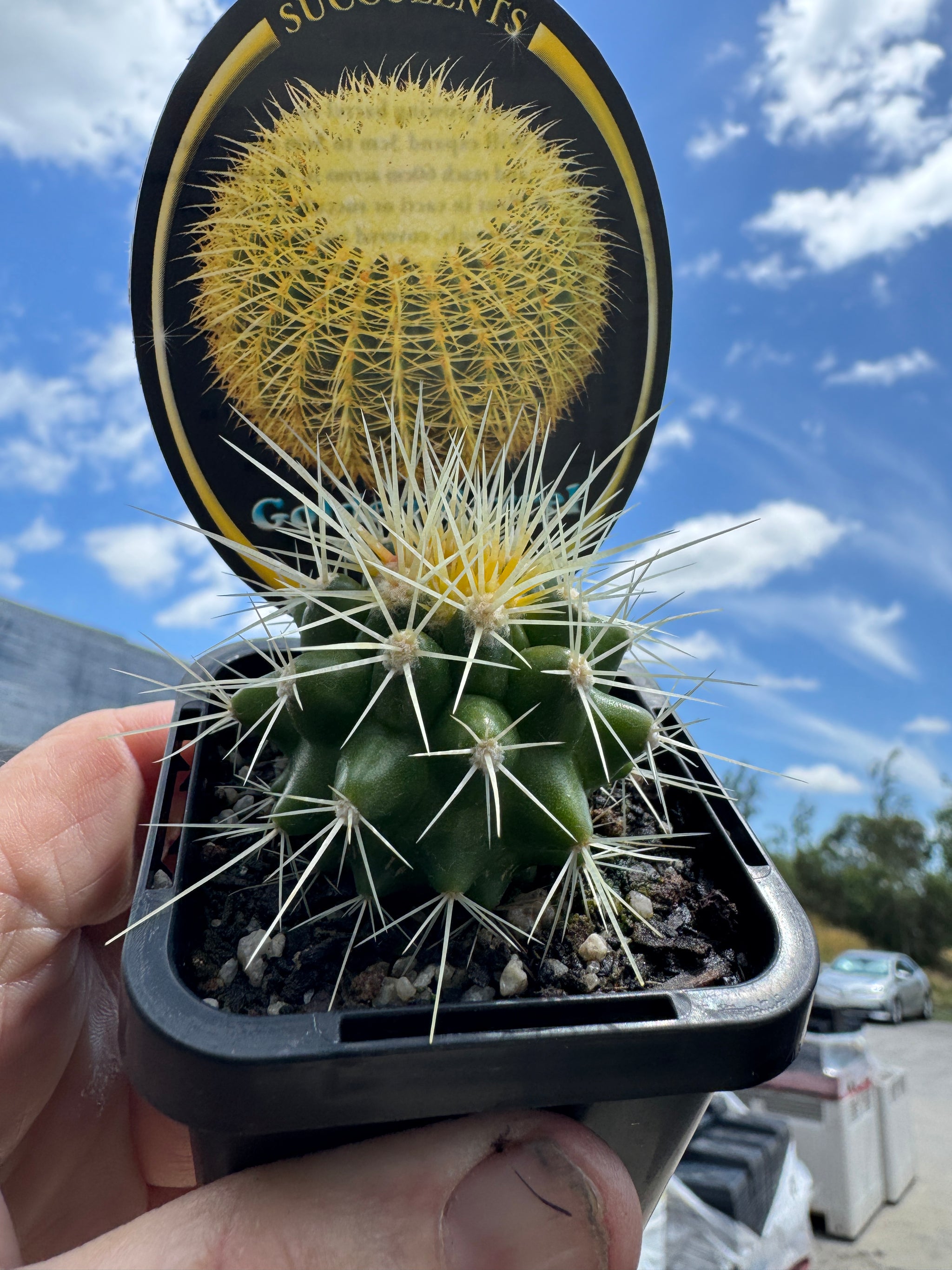 Echinocactus grusonii  The Golden Barrel Cactus 66mm pot