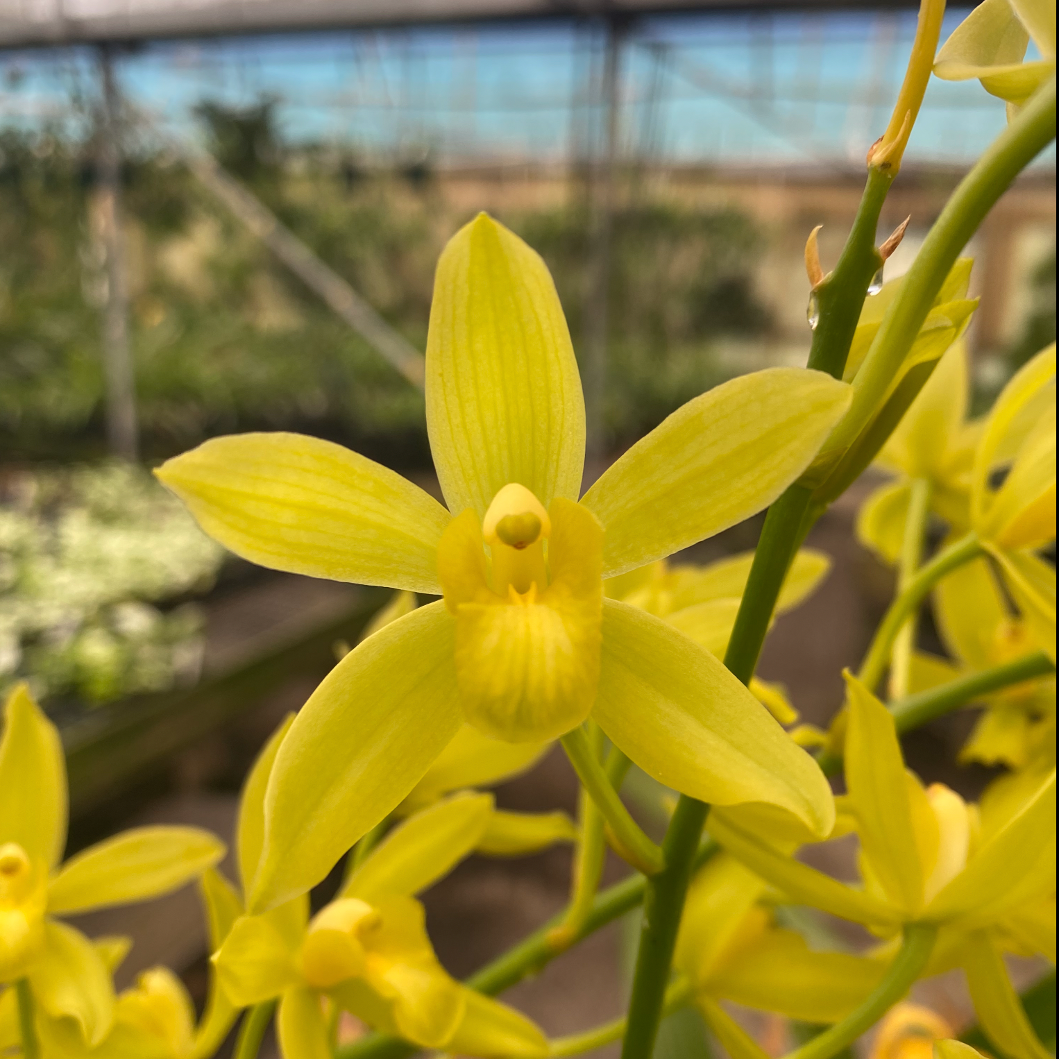 Grammatocymbidium Lovely Melody 'Sweet'