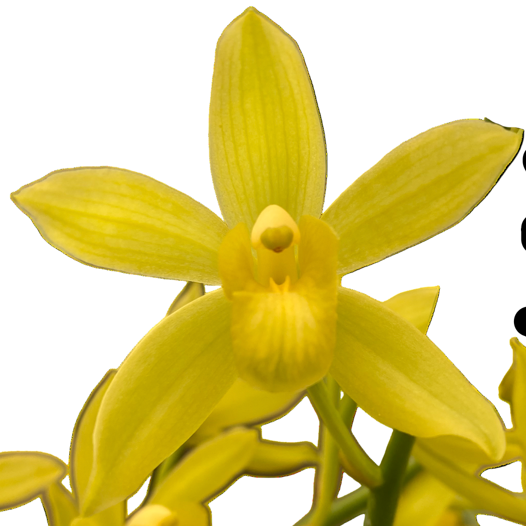 Grammatocymbidium Lovely Melody 'Sweet'