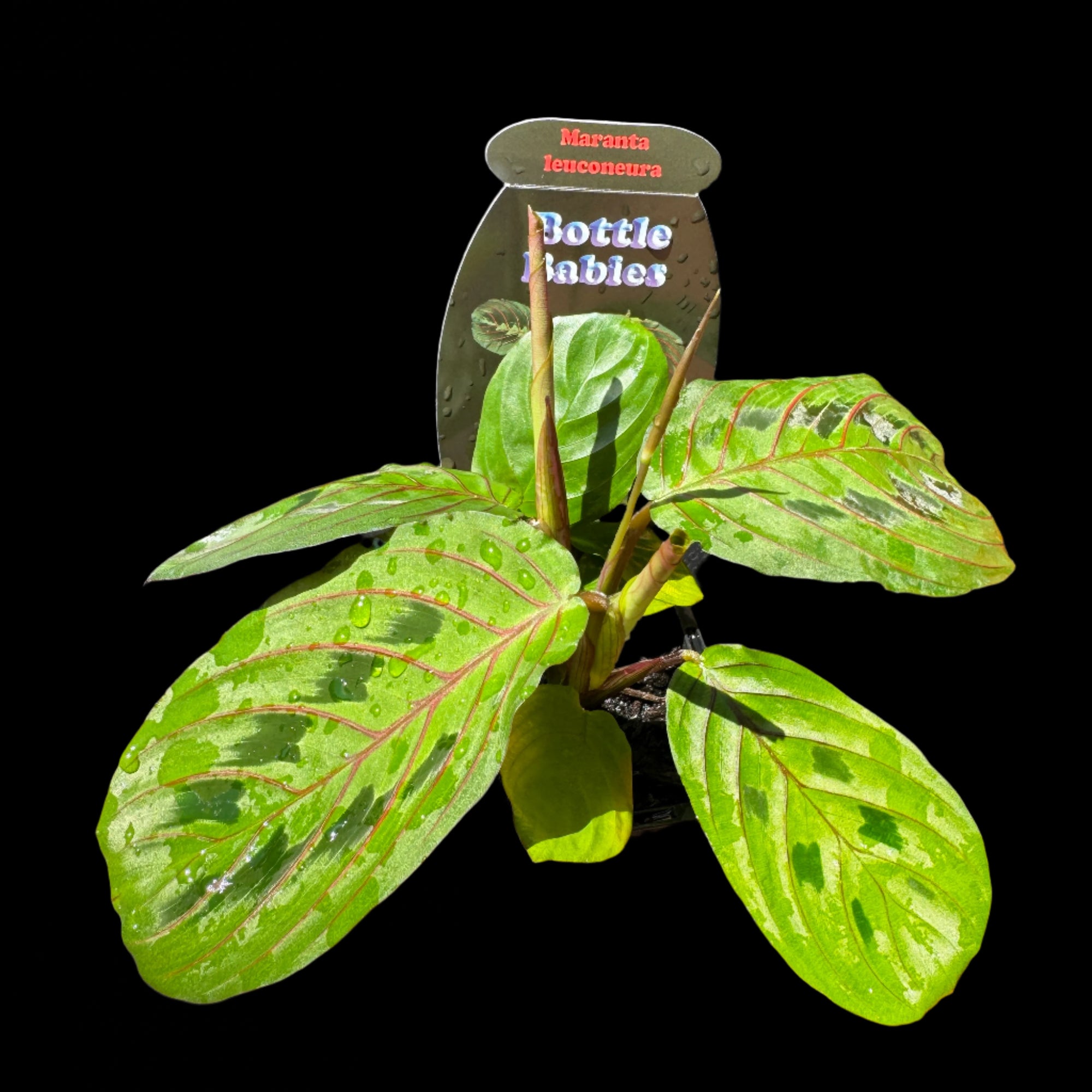 Maranta leuconeura var. Erythroneura 'Red Veined Prayer Plant'