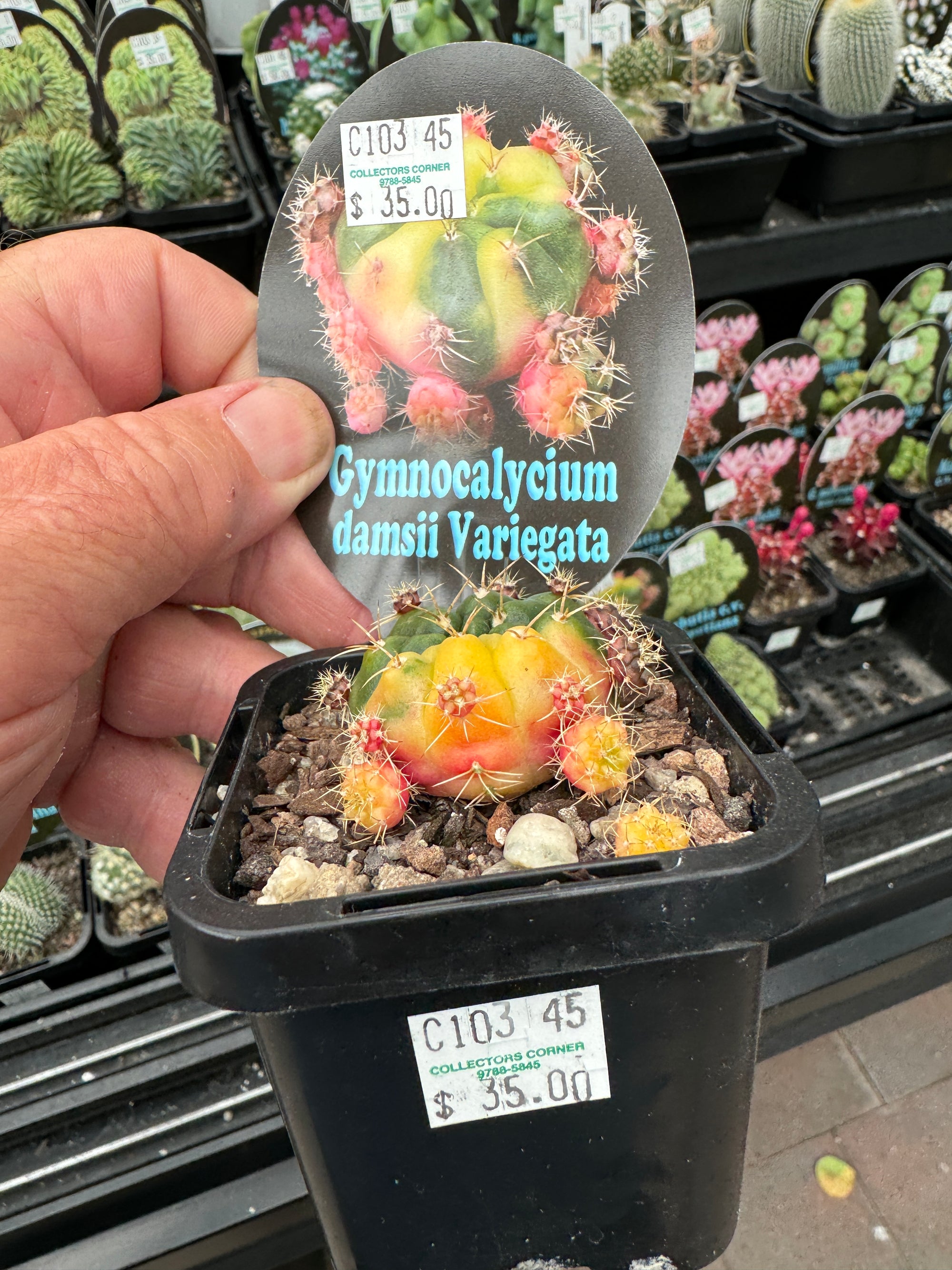 Gymnocalycium damsii Variegata