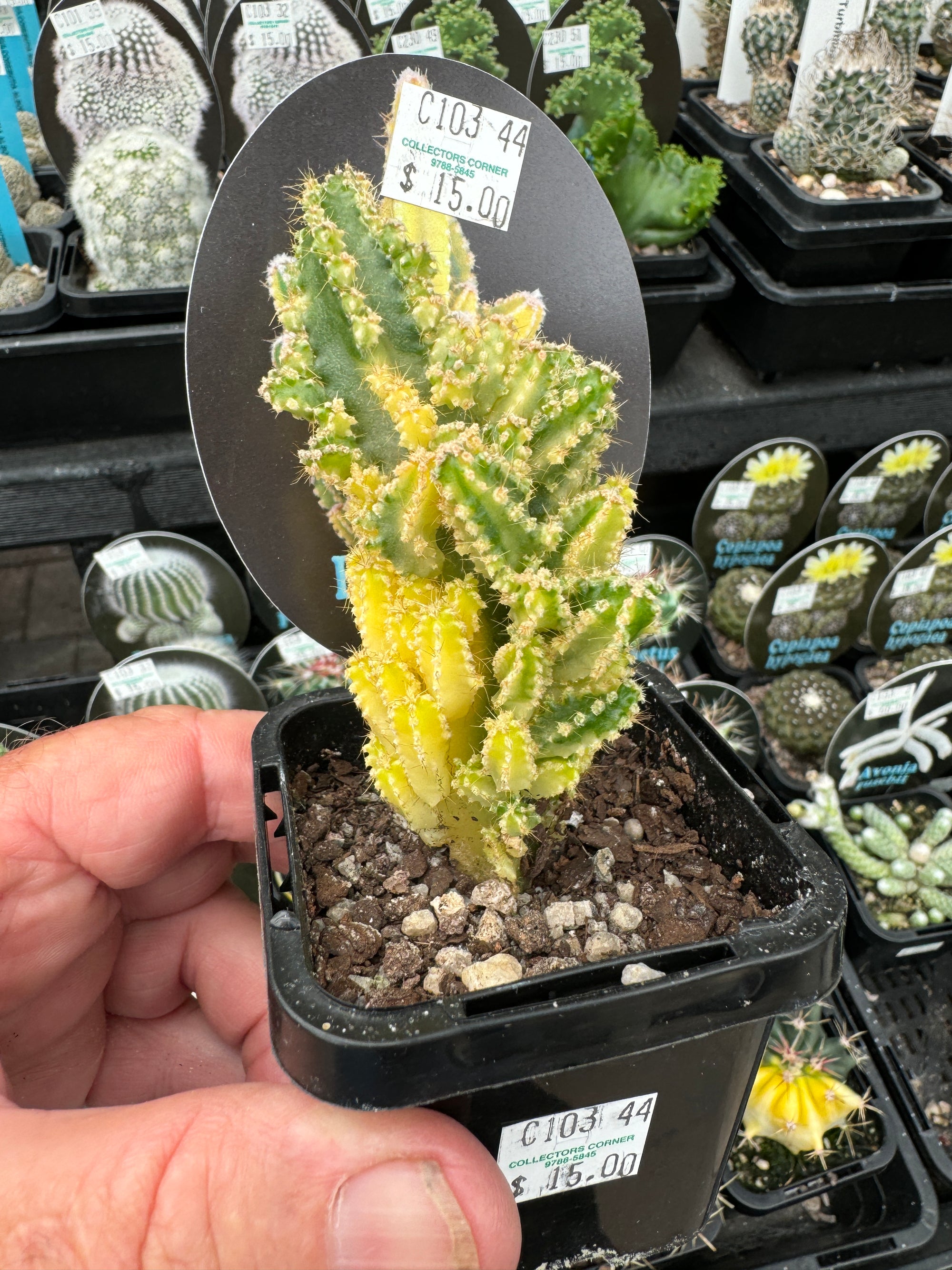 Cereus tetragonus 'Fairy Castle' Variegated (NOT FOR WA)