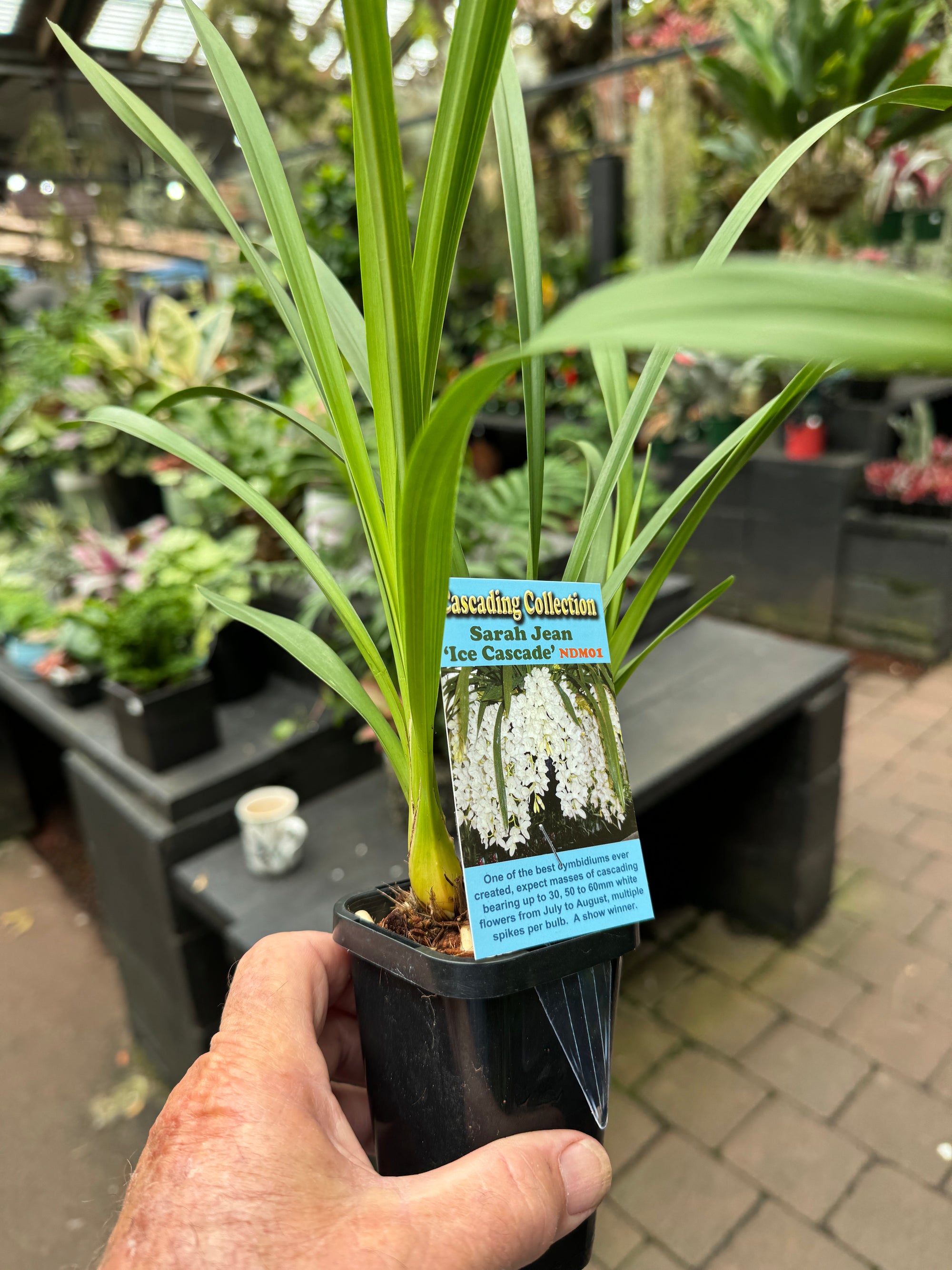 Cymbidium Sarah Jean 'Ice Cascade'