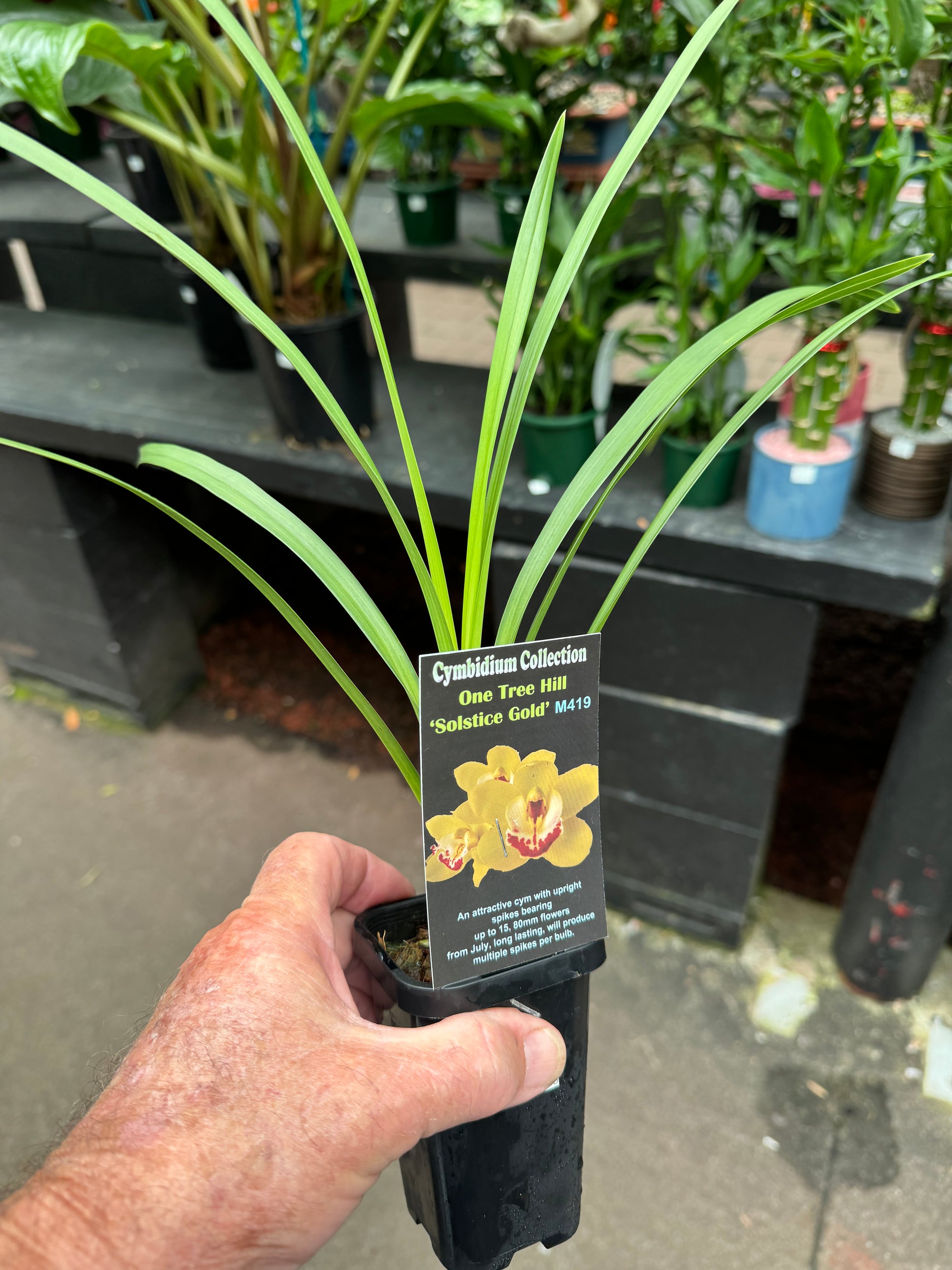 Cymbidium One Tree Hill 'Solstice Gold'